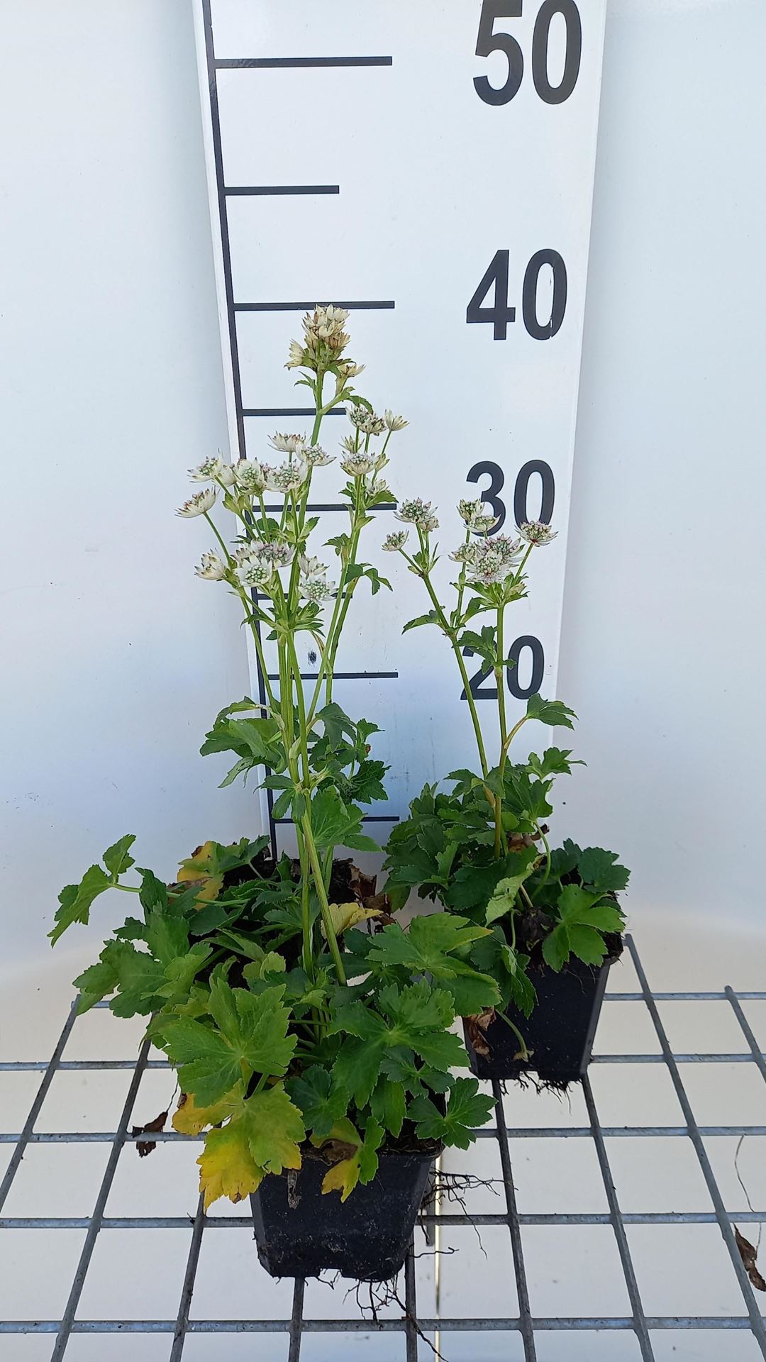 Astrantia major'Star of Beauty'- pot 9x9 cm - afbeelding