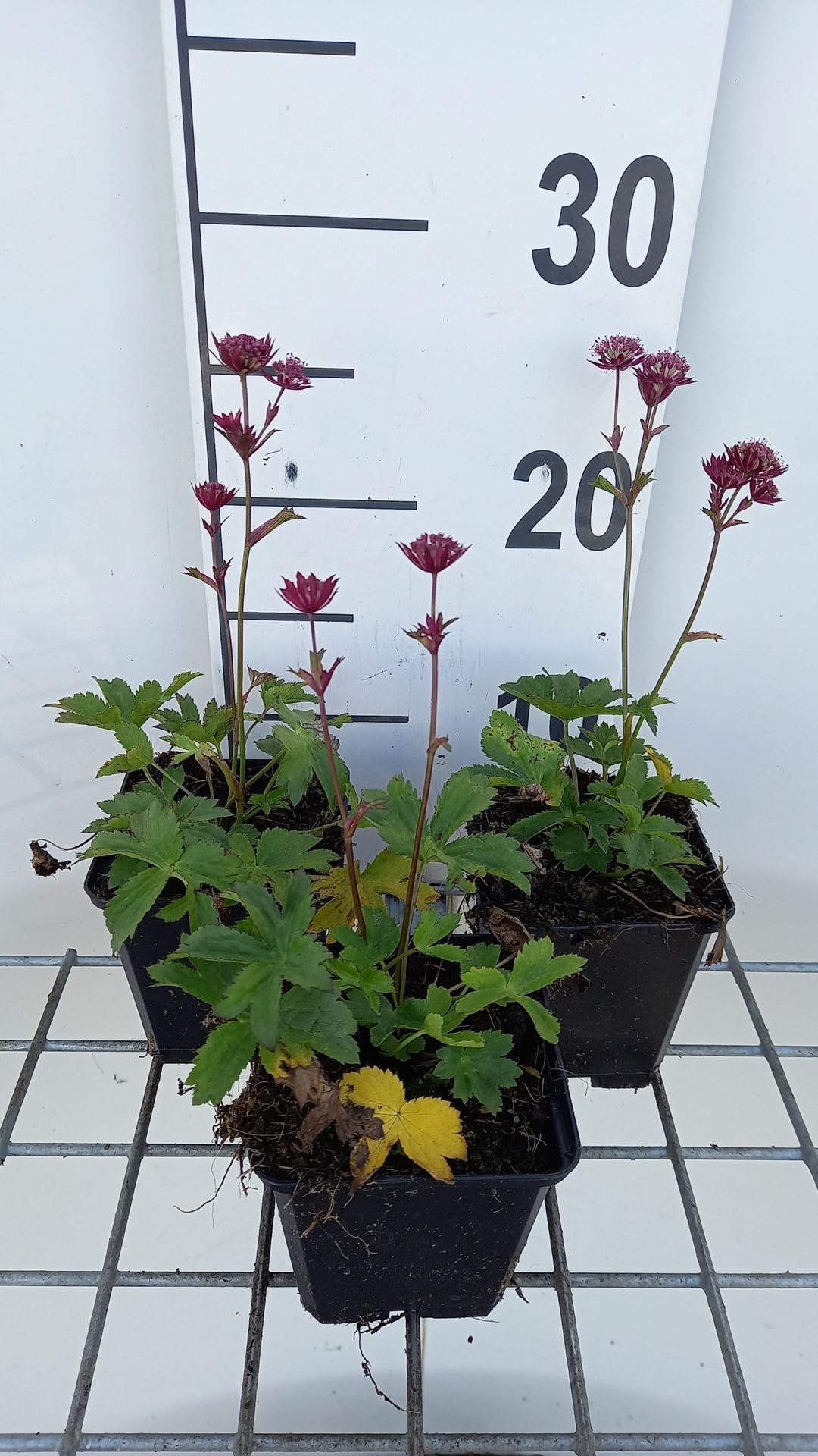 Astrantia major'Star of Love'- pot 9x9 cm afbeelding