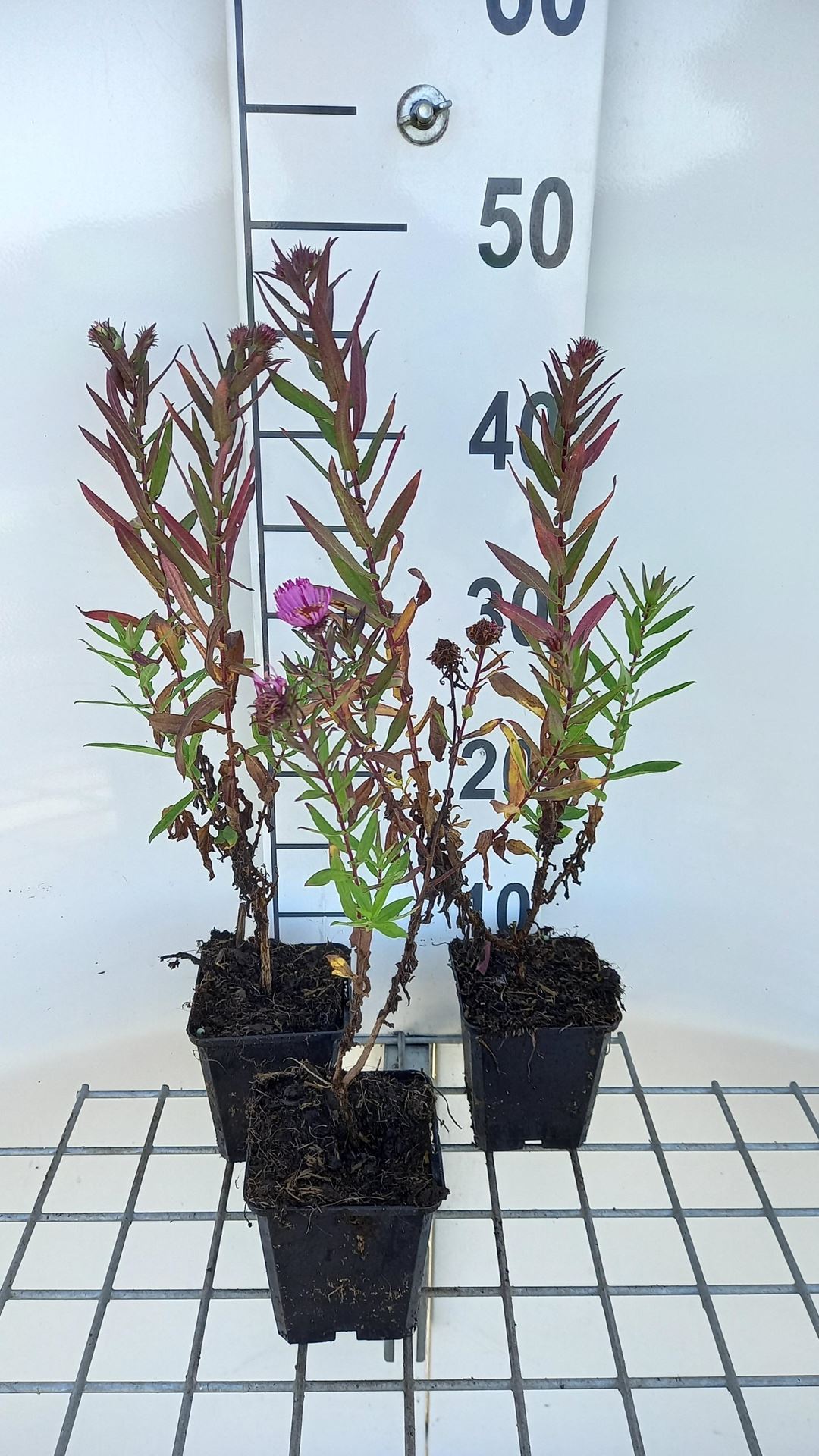 Aster novae-angliae'Andenken an Paul Gerber'- pot 9x9 cm afbeelding