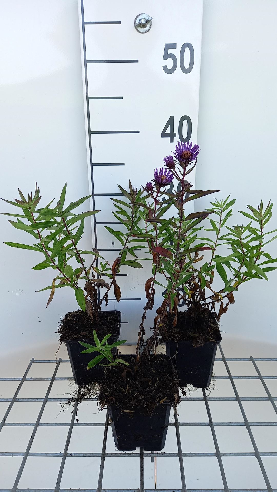 Aster novae-angliae'Barr's Blue'- pot 9x9 cm afbeelding