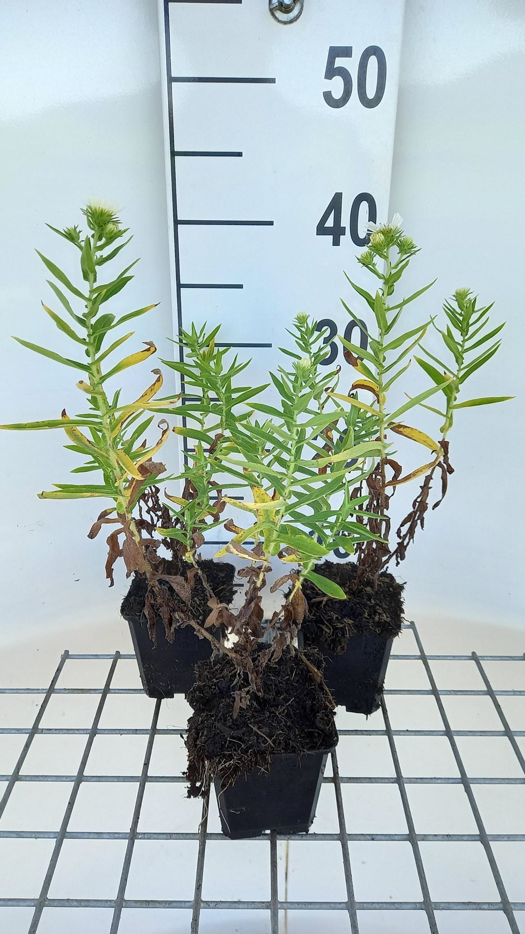 Aster novae-angliae'Herbstschnee'- pot 9x9 cm afbeelding