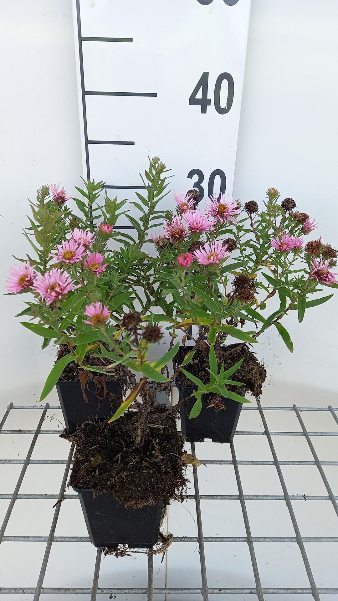 Aster novae-angliae'Harrington's Pink'- pot 9x9 cm - afbeelding
