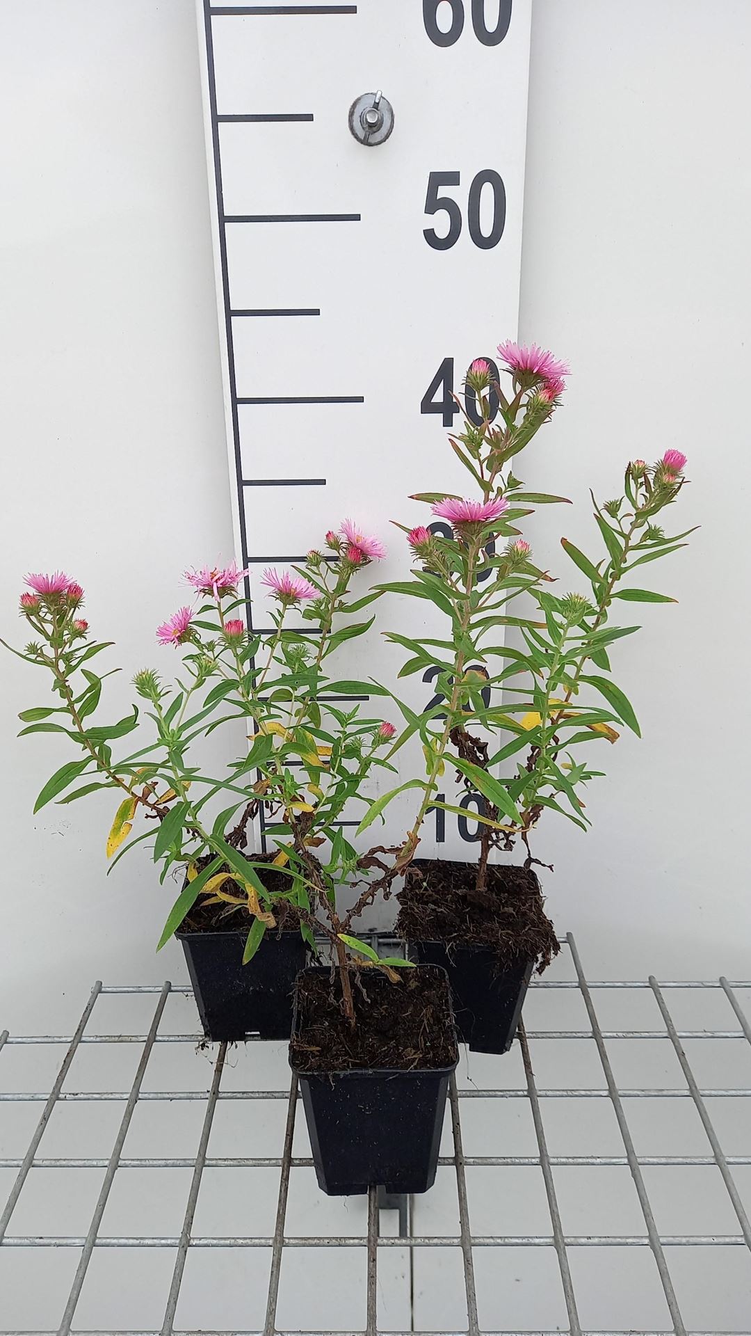 Aster novae-angliae'Rudelsburg'- pot 9x9 cm afbeelding