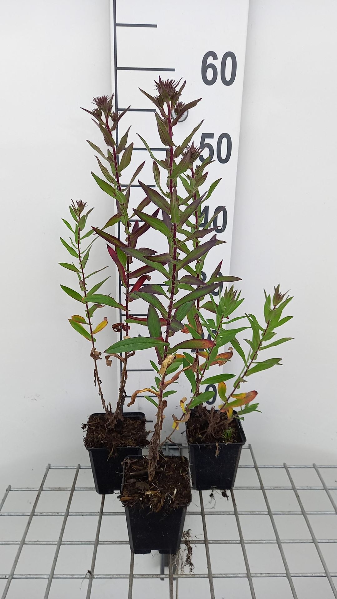 Aster novae-angliae'Septemberrubin'(September Ruby) - pot 9x9 cm afbeelding