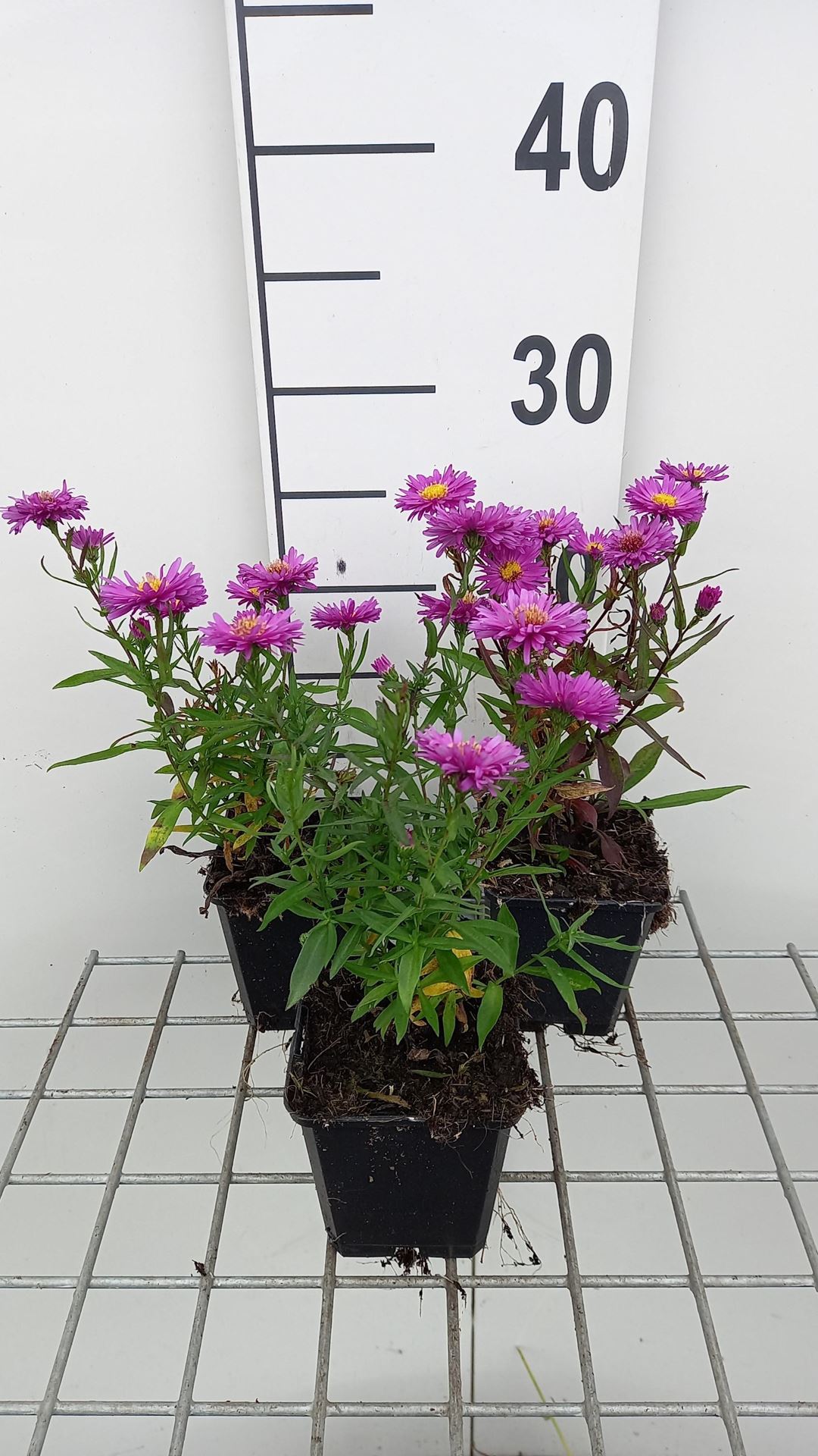 Aster novi-belgii'Karminkuppel'- pot 9x9 cm afbeelding