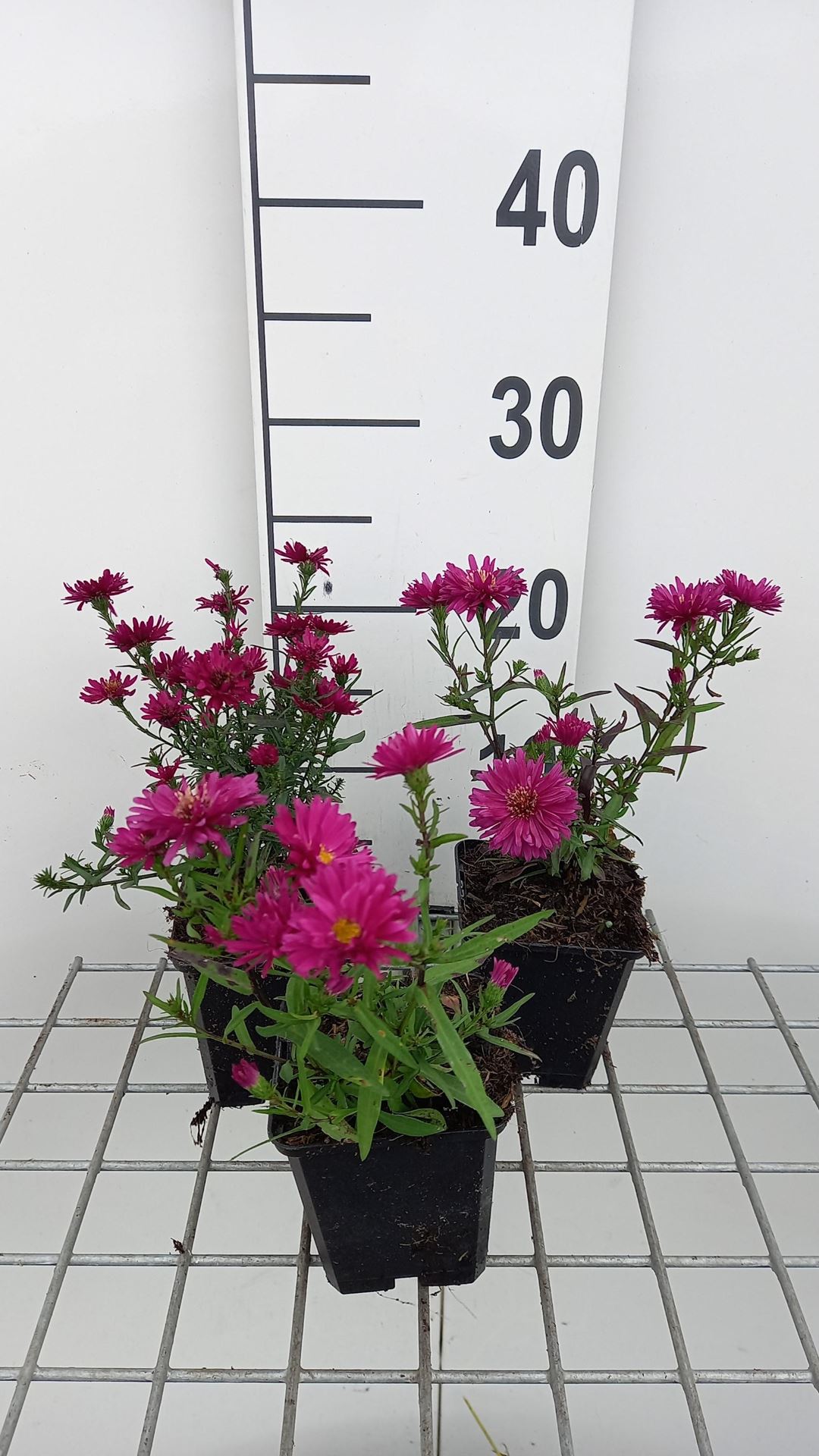 Aster novi-belgii'Royal Ruby'- pot 9x9 cm afbeelding