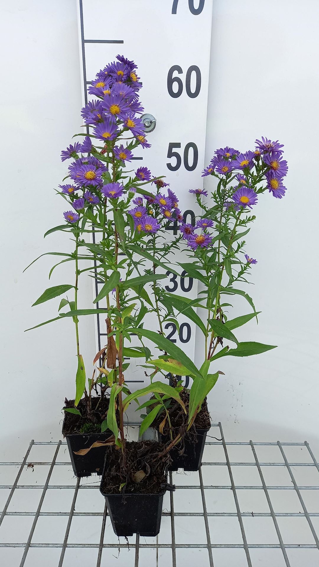 Aster novi-belgii'Schöne von Dietlikon'- pot 9x9 cm - Nieuw-Nederlandse aster afbeelding