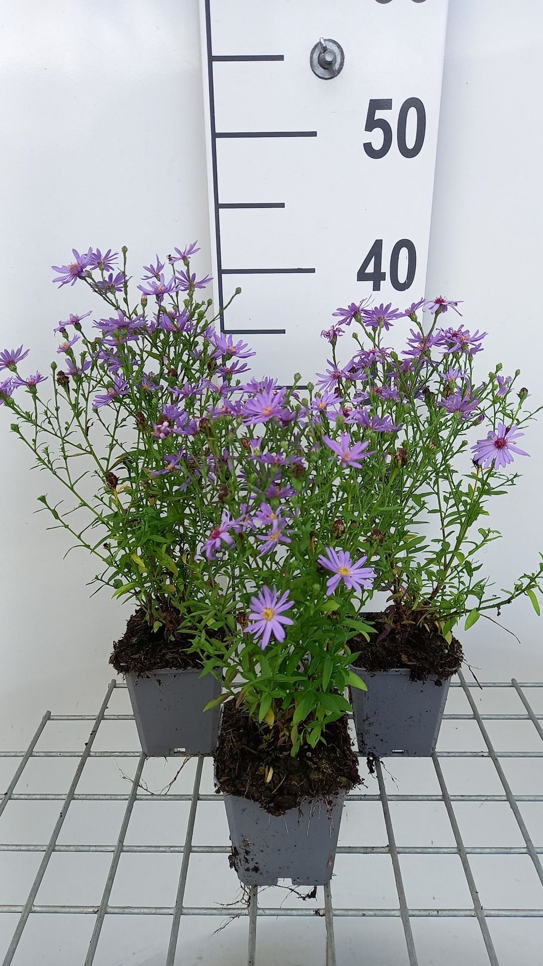 Aster'Treffpunkt'- pot 9x9 cm afbeelding