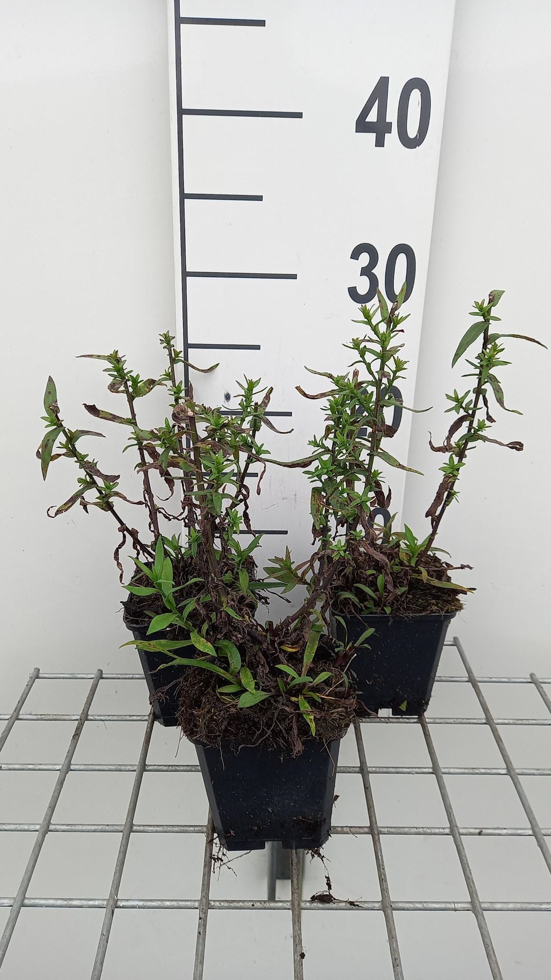 Aster novi-belgii'Winston Churchill'- pot 9x9 cm afbeelding