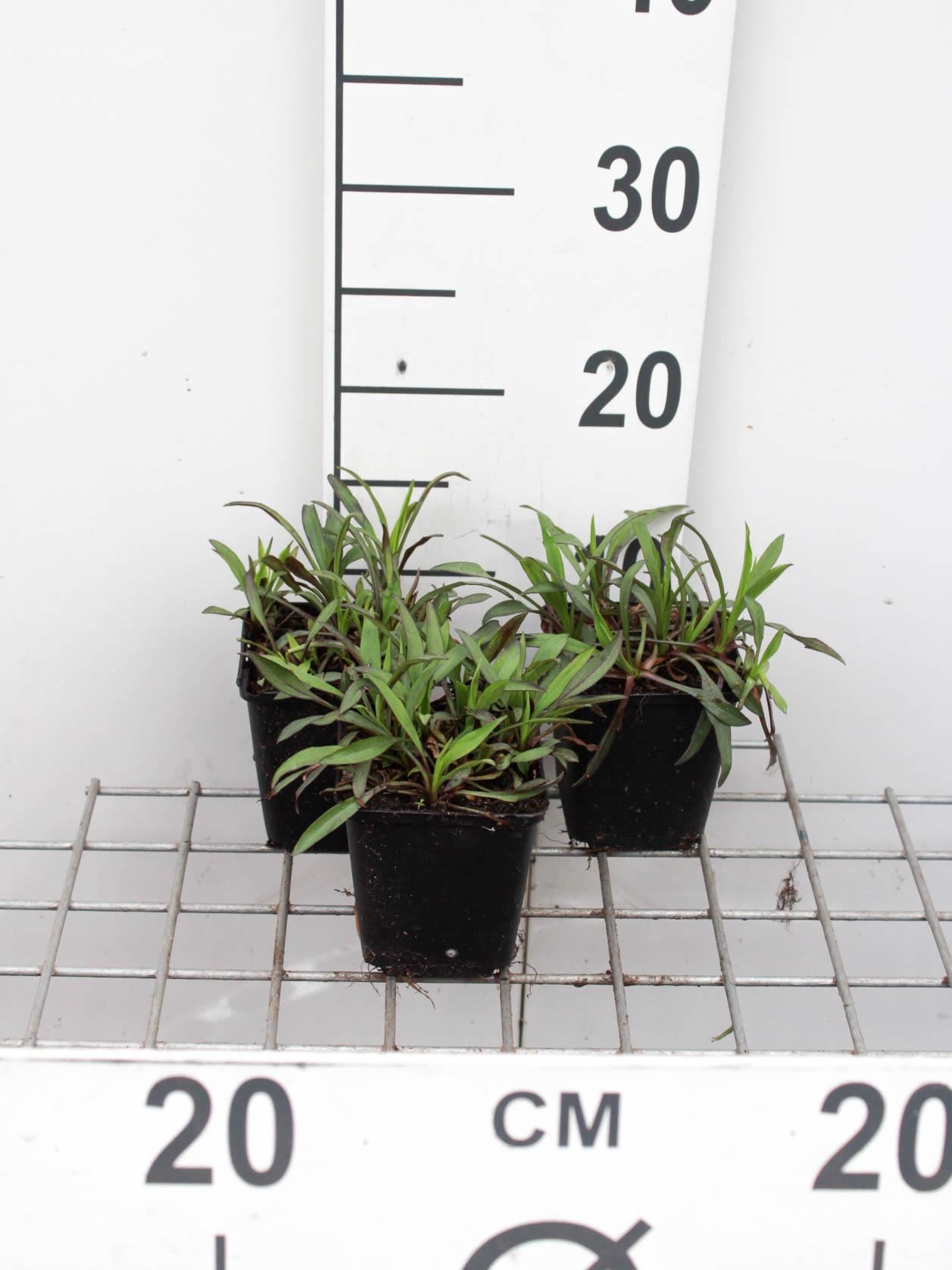 Aster novi-belgii'Patricia Ballard'- pot 9x9 cm afbeelding