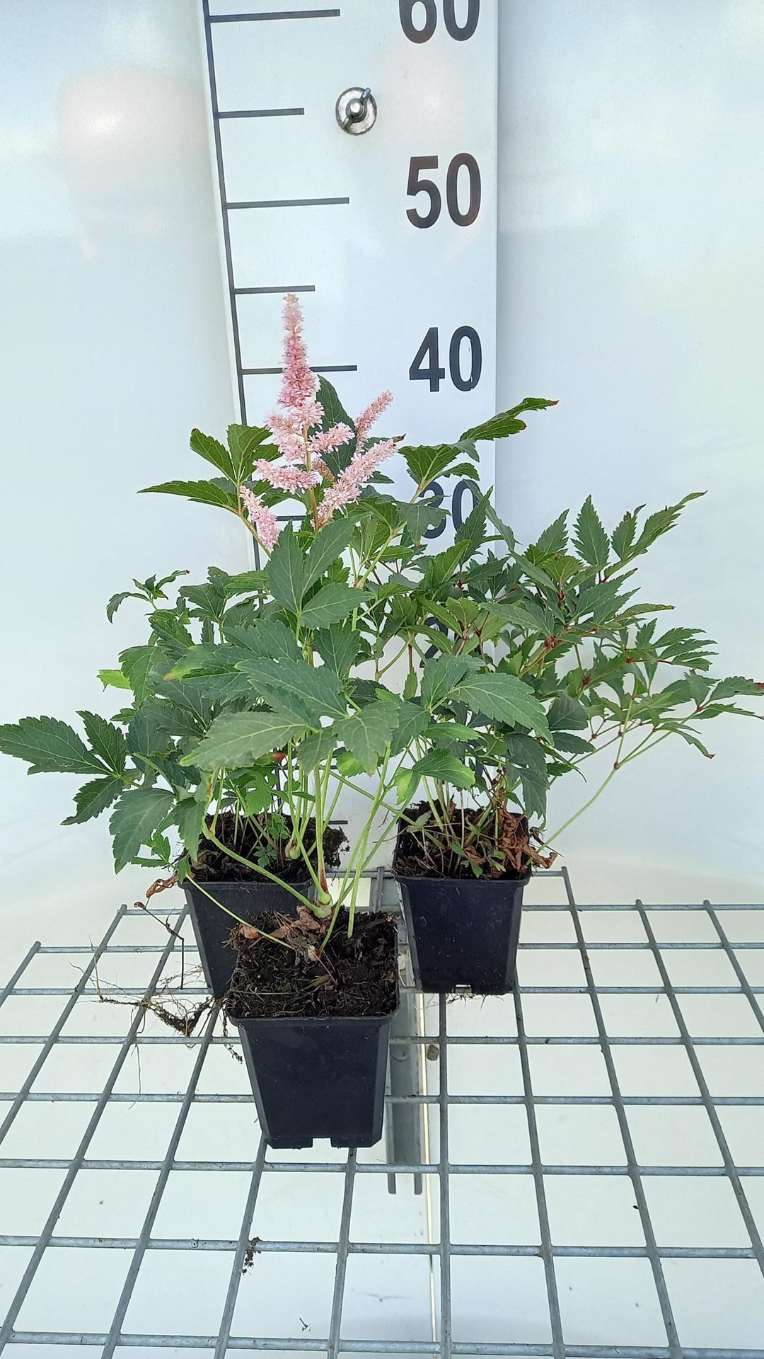 Astilbe'Peach Blossom'- pot 9x9 cm - Pluimspirea afbeelding
