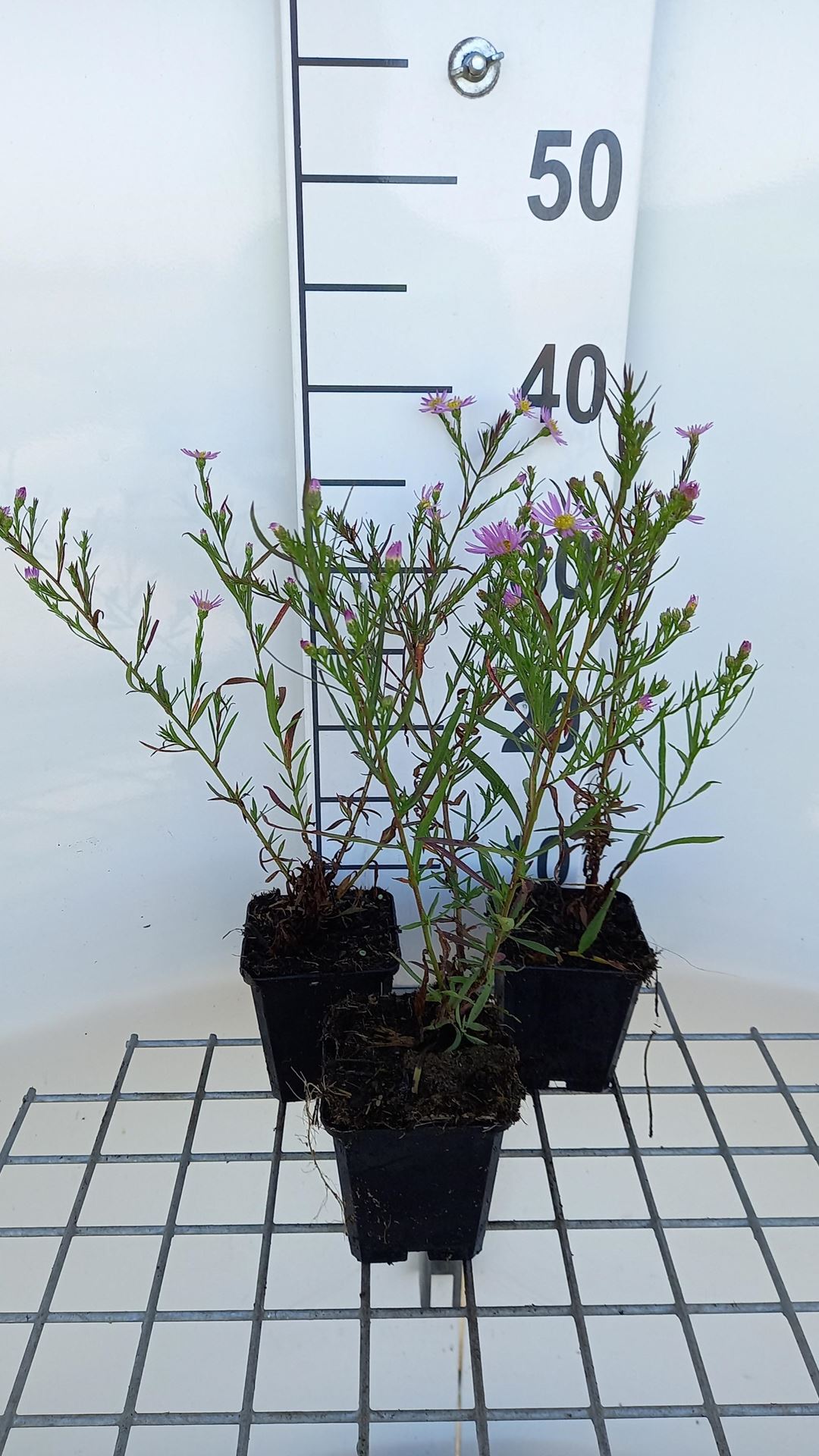 Aster'Pink Star'- pot 9x9 cm afbeelding