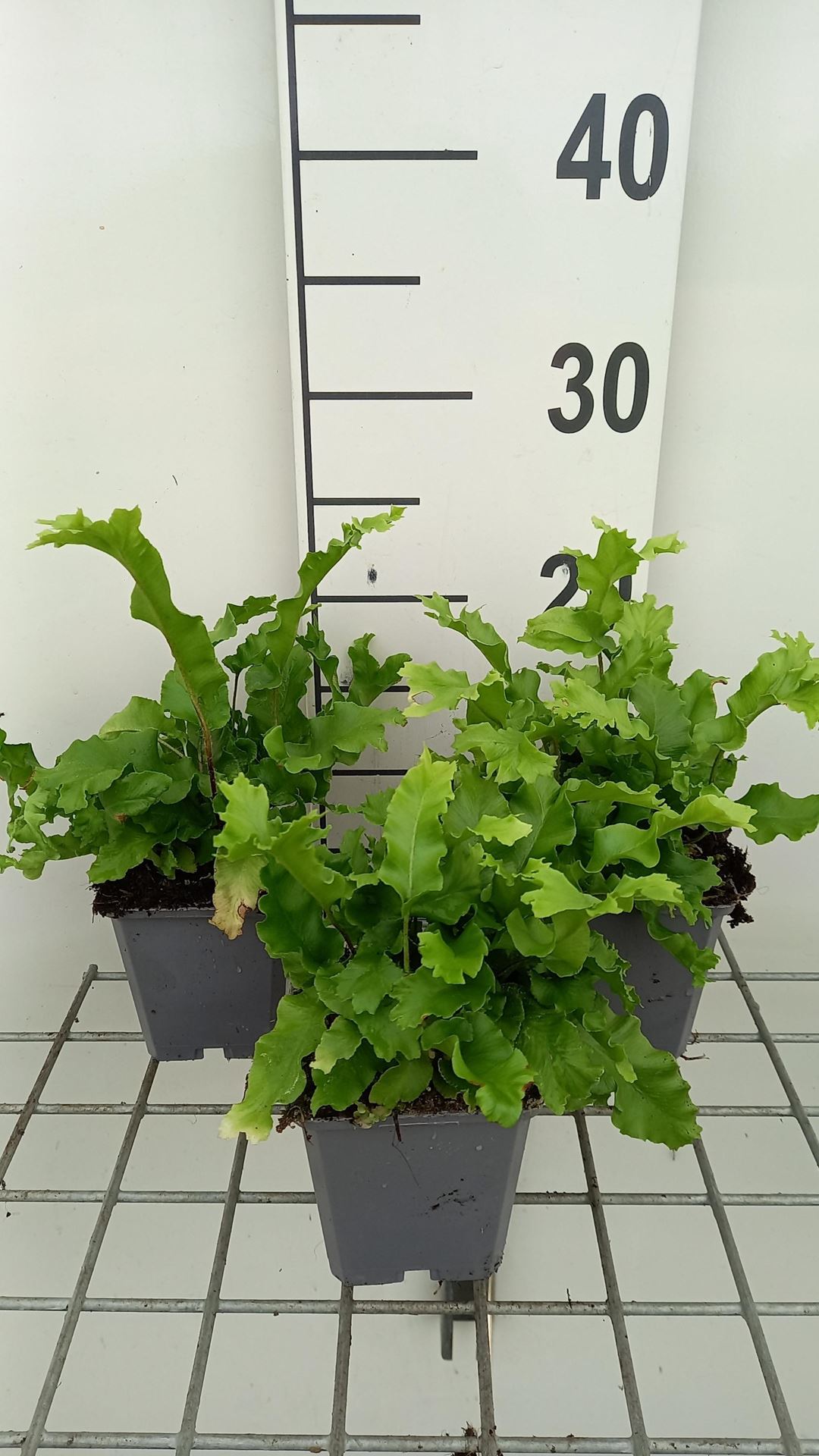 Asplenium scolopendrium'Cristatum'- pot 9x9 cm - Steenbreekvaren afbeelding