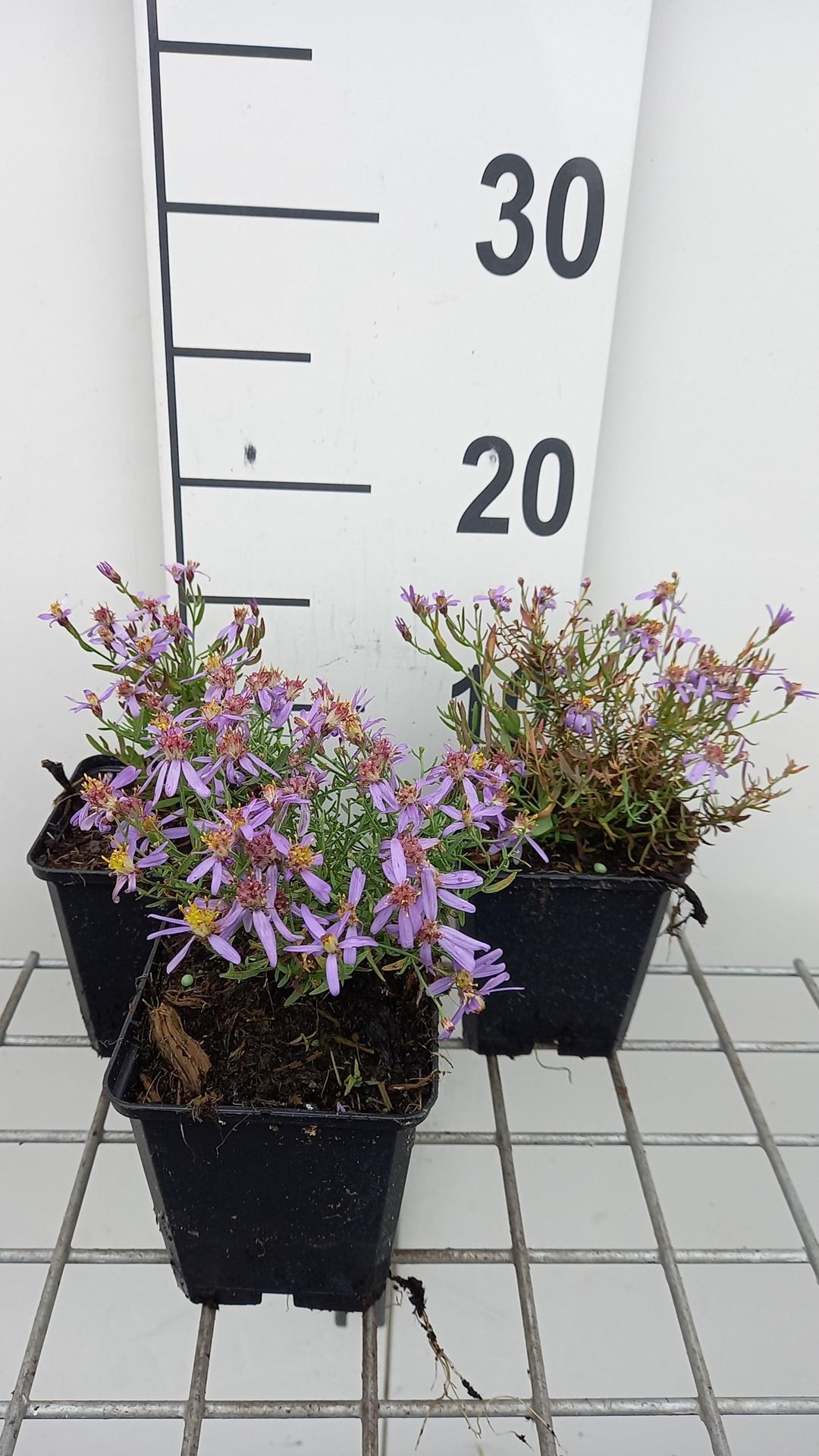 Aster sedifolius 'Nanus' - pot 9x9 cm