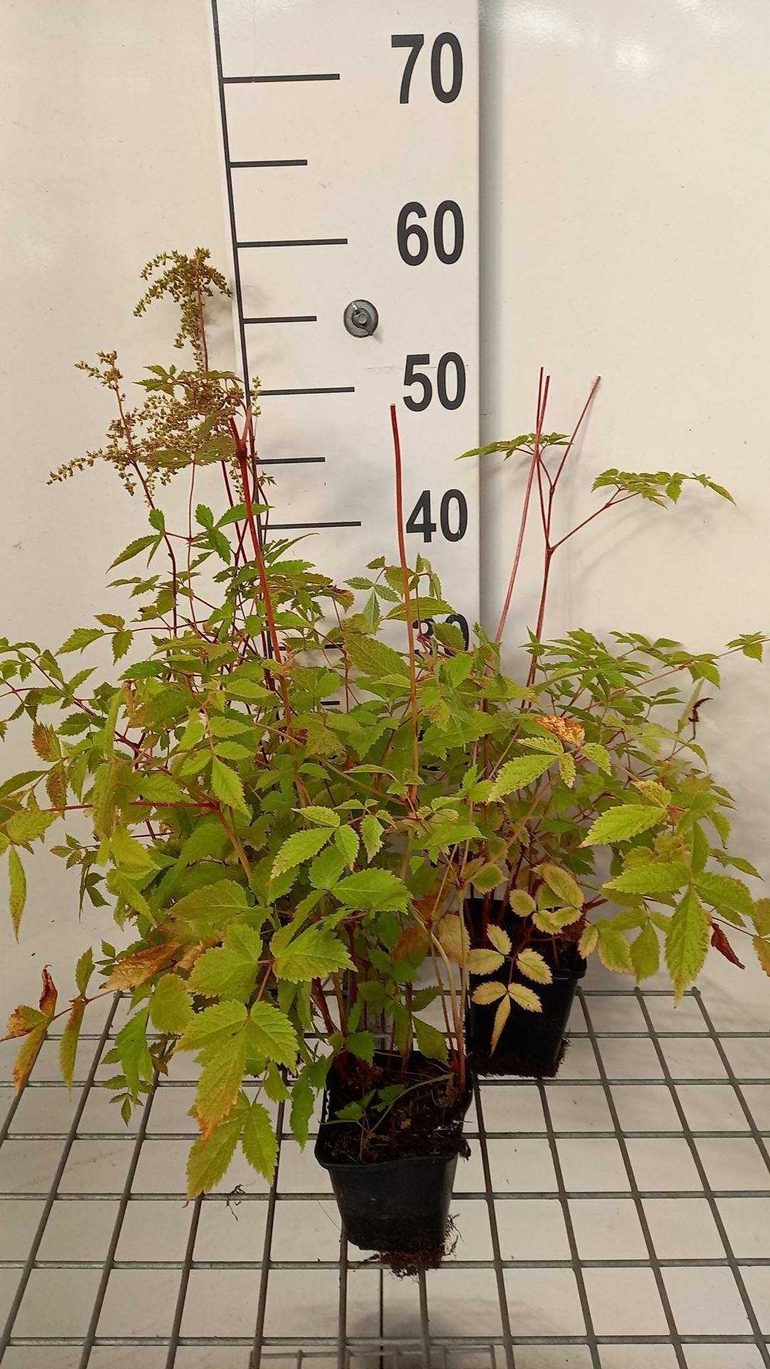 Astilbe'Straussenfeder'- pot 9x9 cm afbeelding