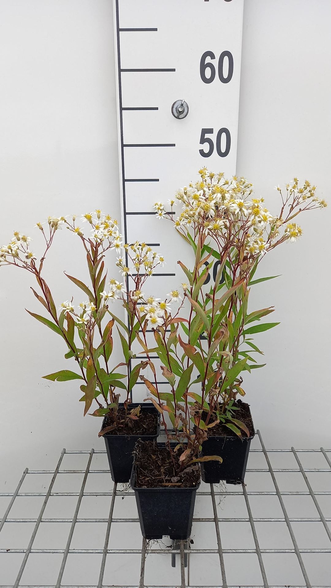 Aster umbellatus'Weisser Schirm'- pot 9x9 cm afbeelding