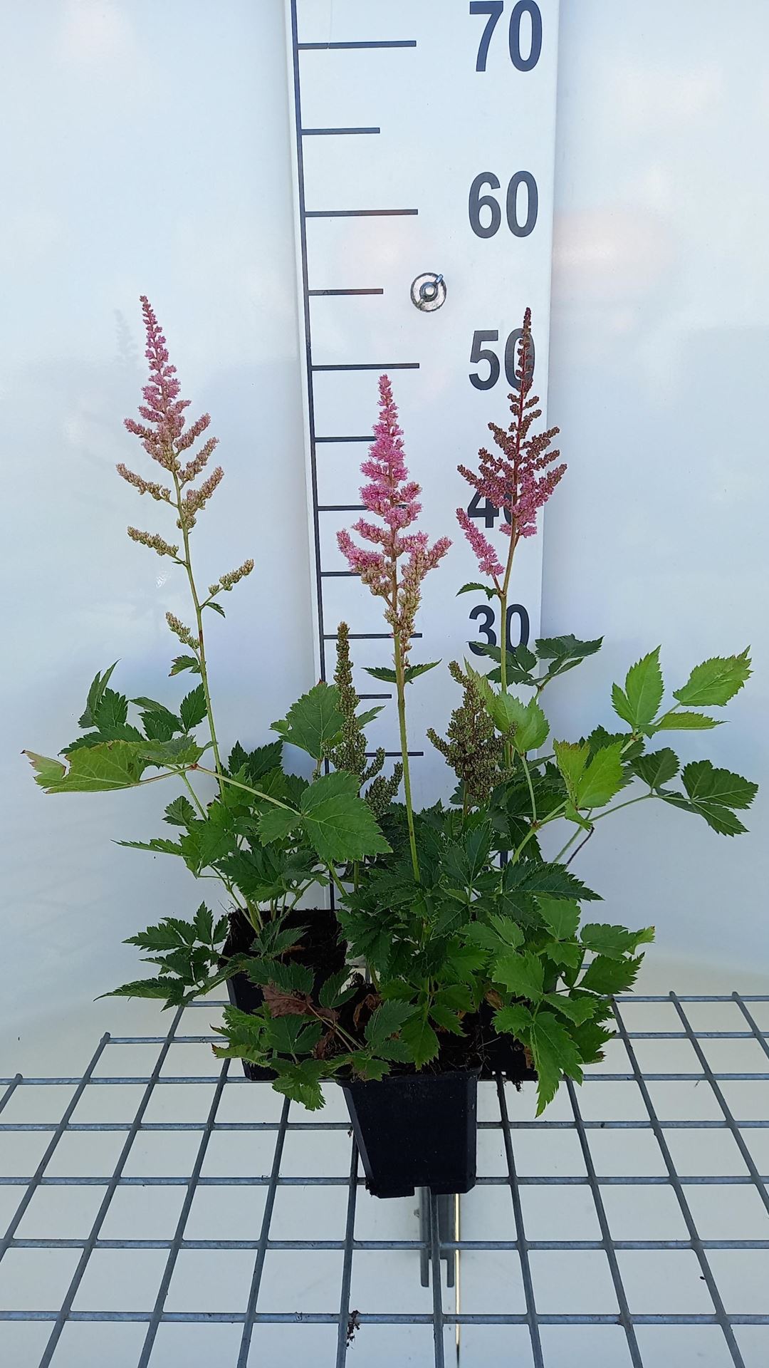 Astilbe chinensis'Vision in Pink'- pot 9x9 cm afbeelding