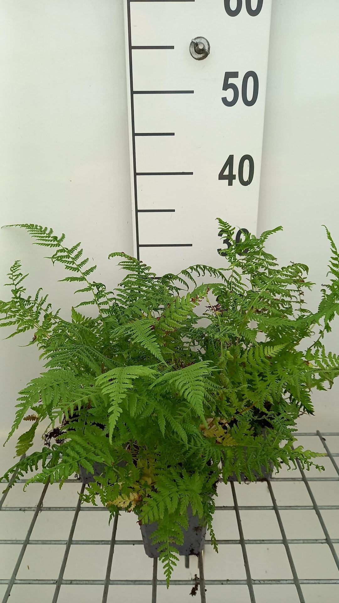 Athyrium filix-femina'Lady in Red'- pot 9x9 cm afbeelding