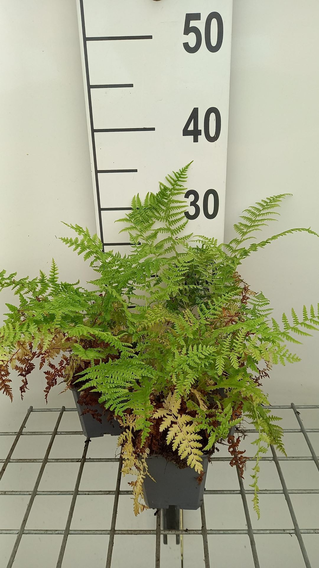 Athyrium filix-femina'Rotstiel'- pot 9x9 cm afbeelding