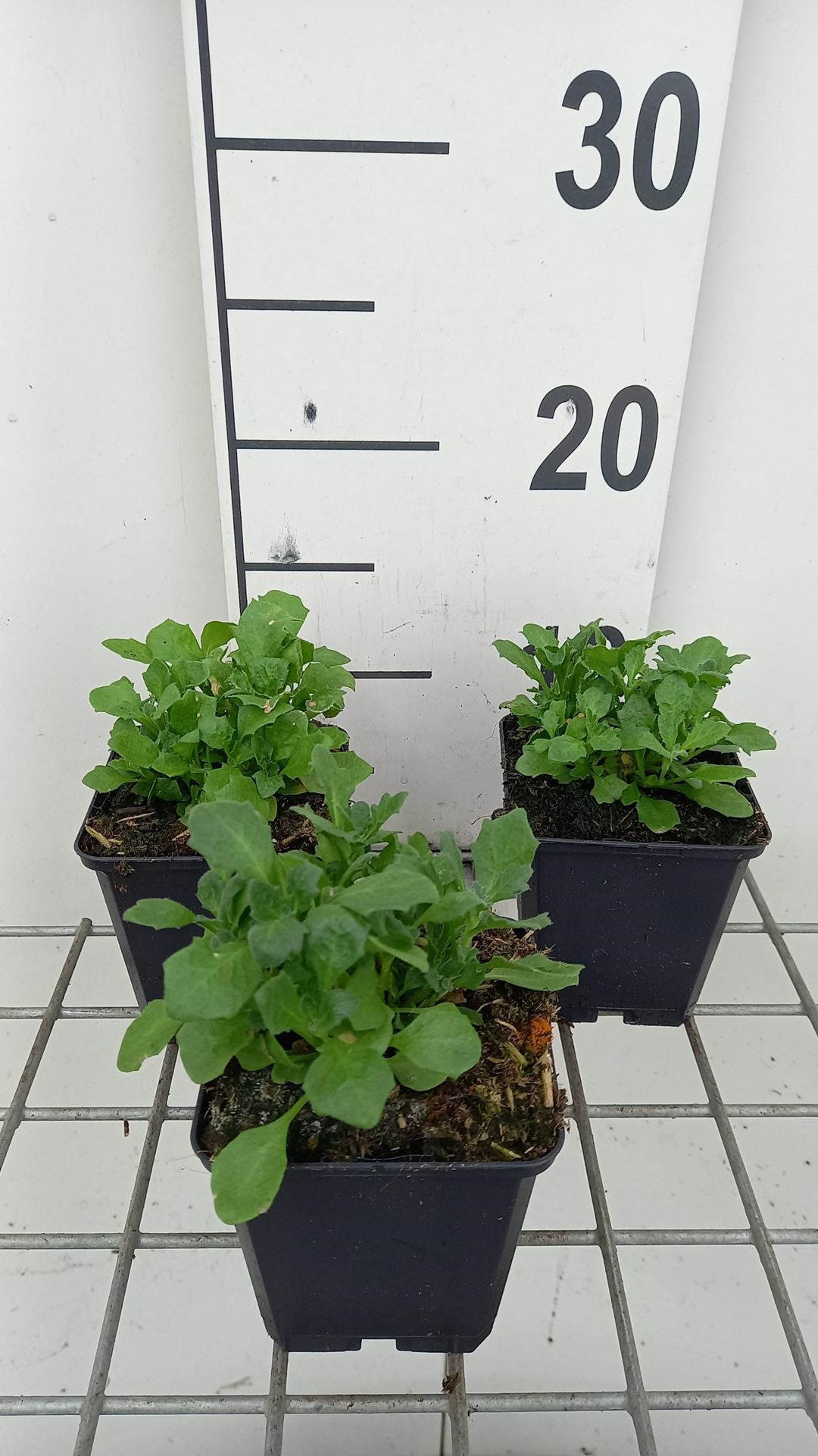 Aubrieta'Whitewell Gem'- pot 9x9 cm afbeelding