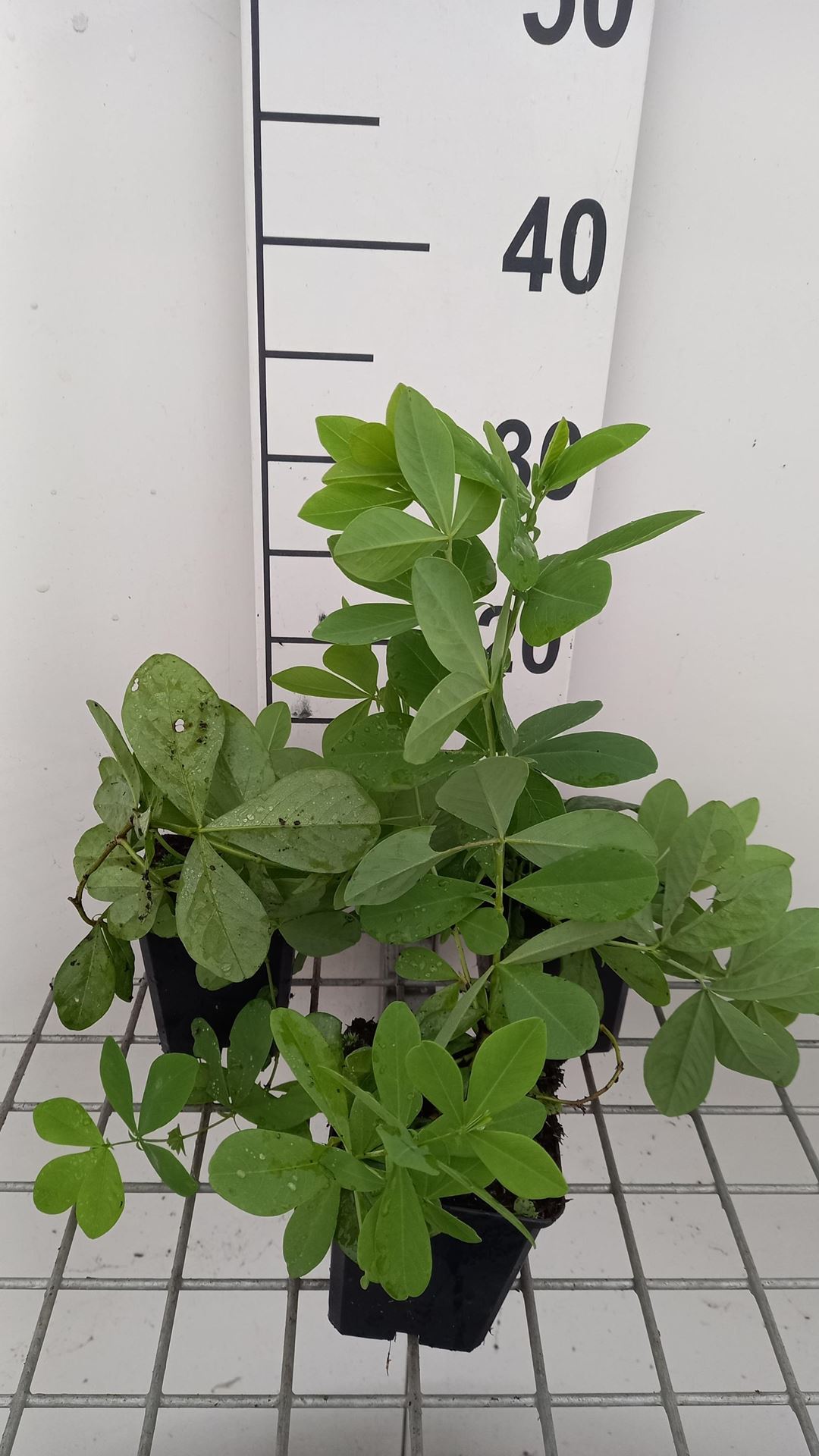 Baptisia'Blueberry Sundae'- pot 9x9 cm afbeelding