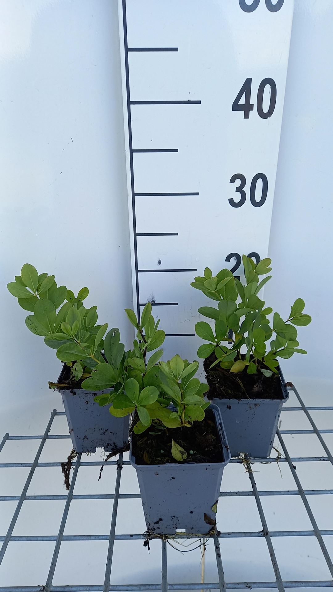 Baptisia 'Vanilla Cream' - pot 9x9 cm