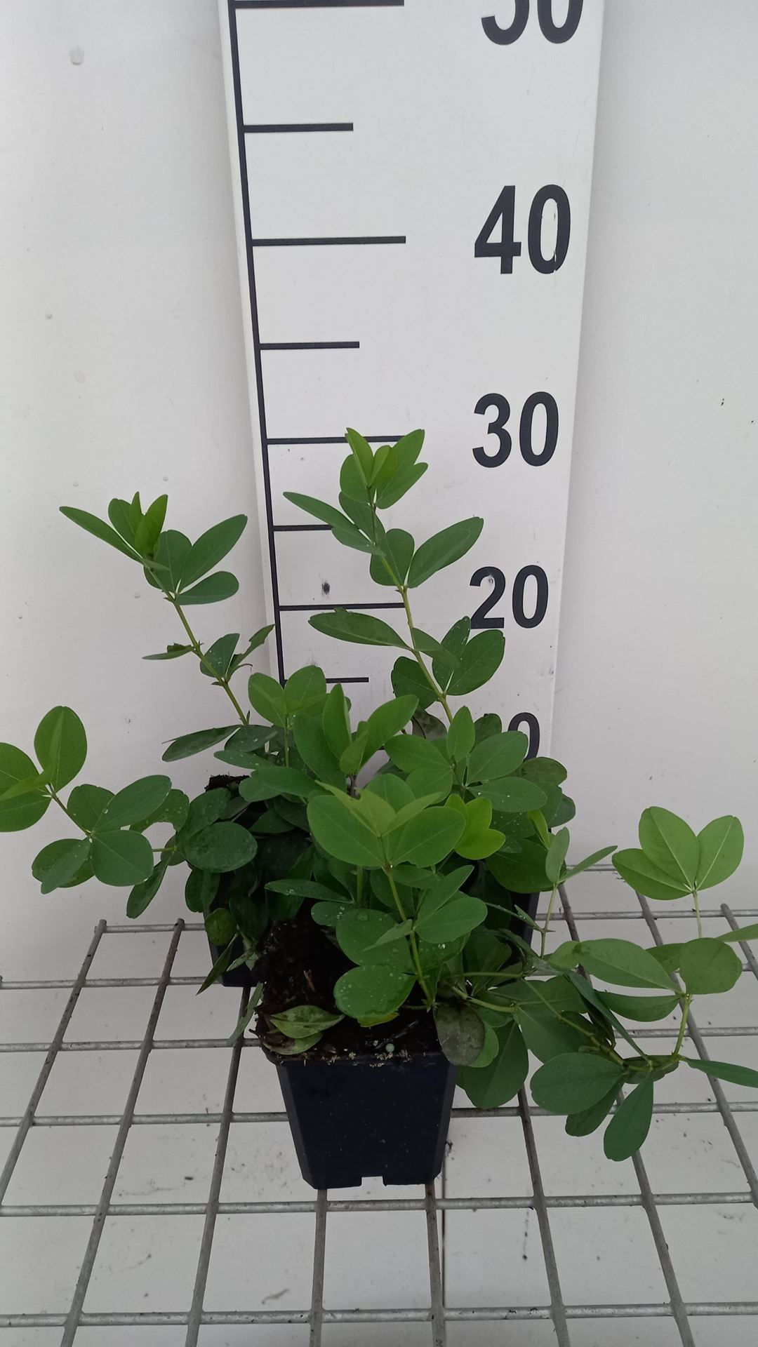 Baptisia'Lemon Meringue'- pot 9x9 cm afbeelding