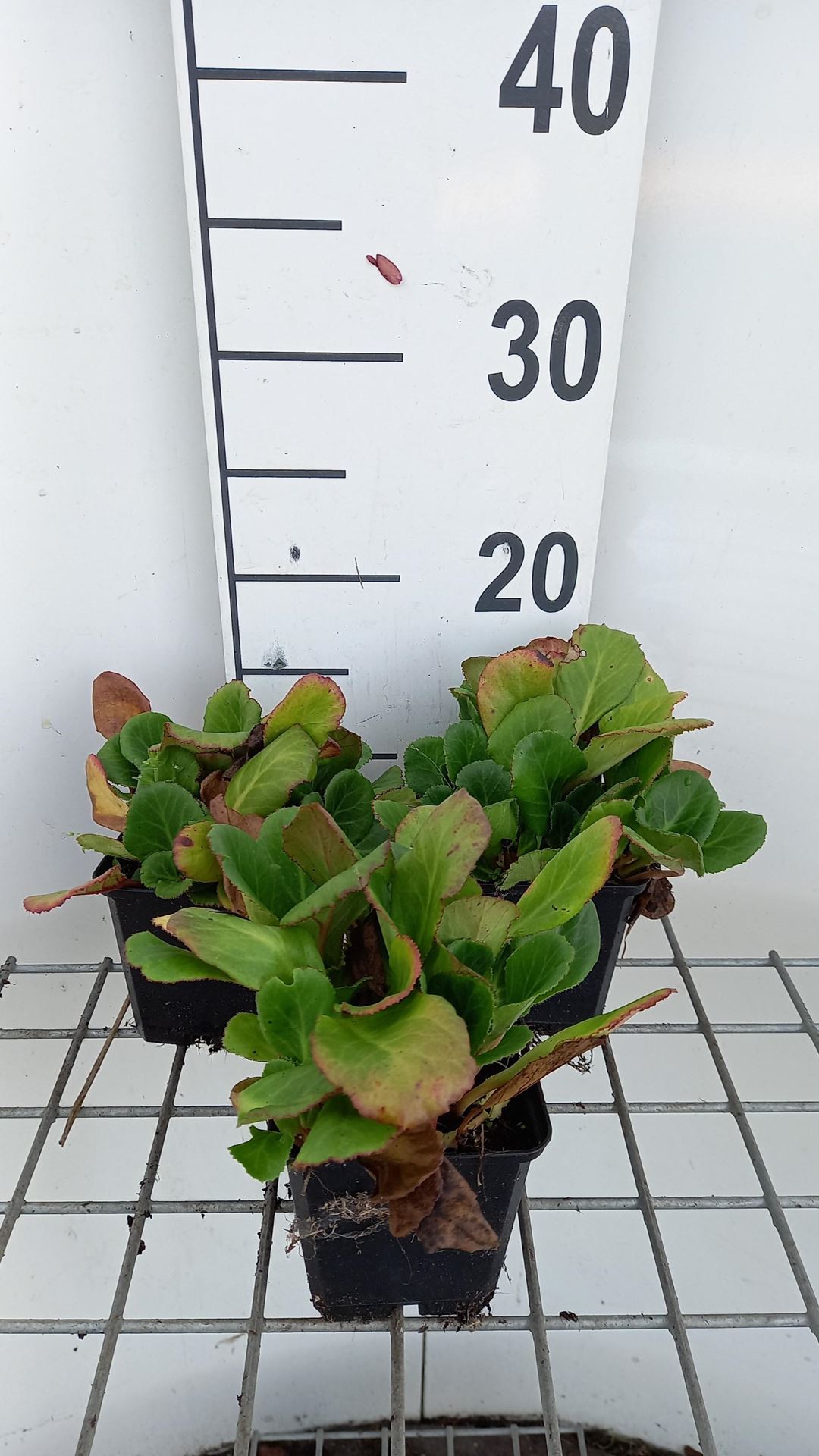 Bergenia 'Abendglut' - pot 9x9 cm -