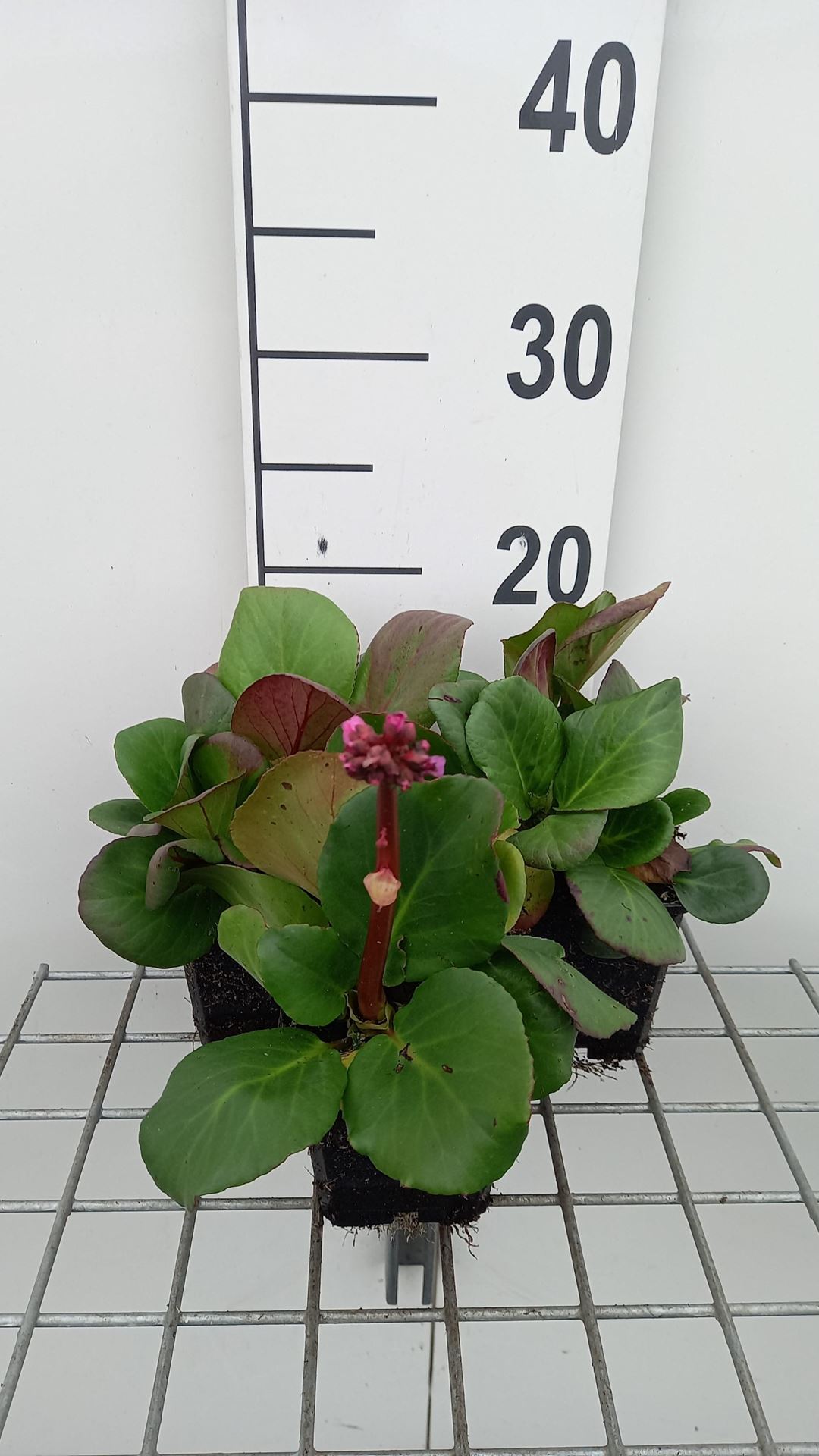 Bergenia'Rotblum'- pot 9x9 cm afbeelding