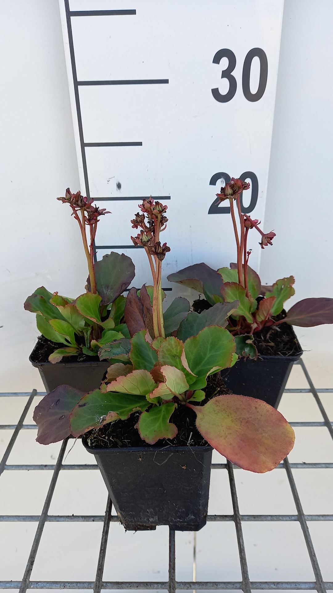 Bergenia'Morgenröte'- pot 9x9 cm afbeelding