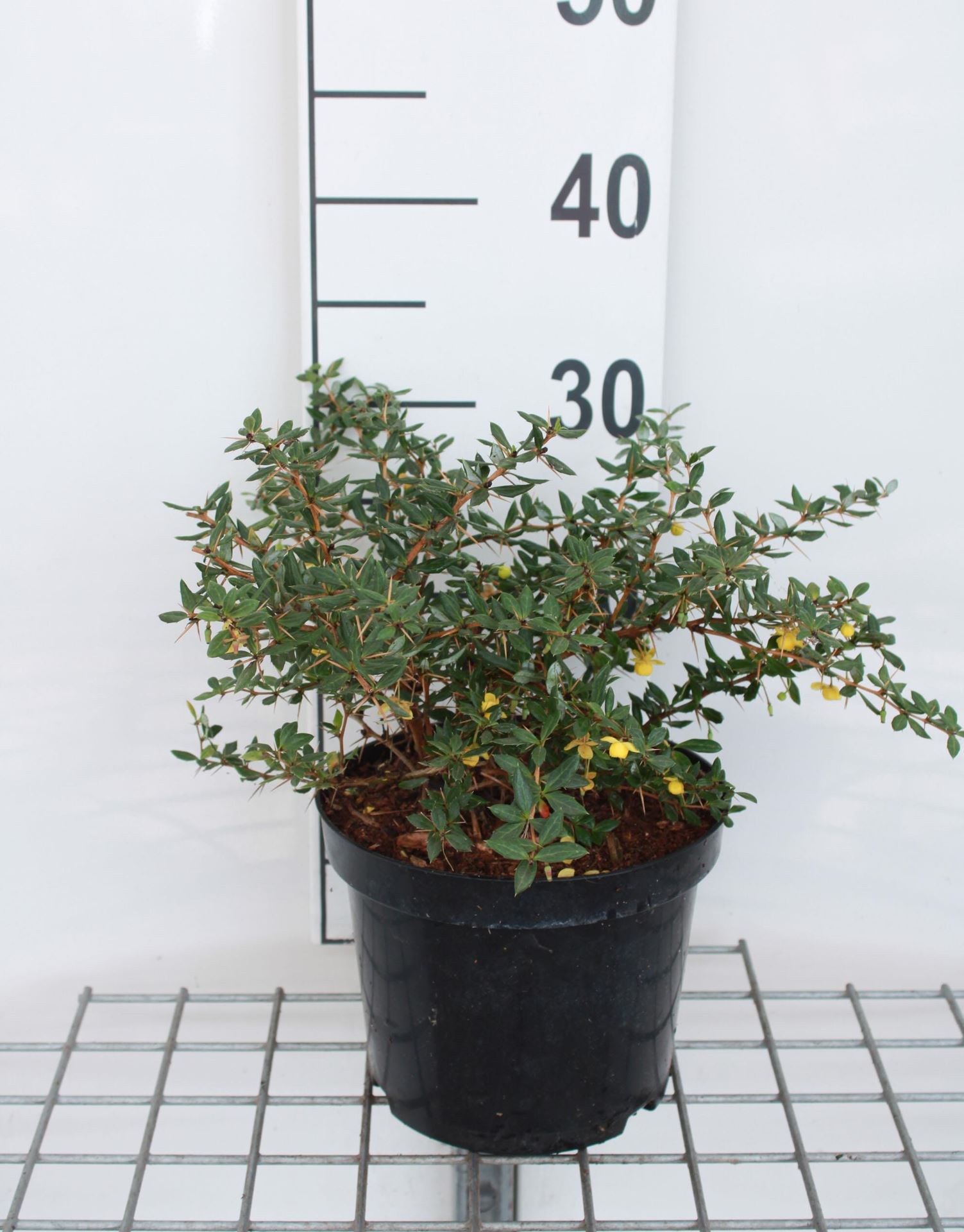 Berberis verruculosa - pot - 25-30 cm afbeelding