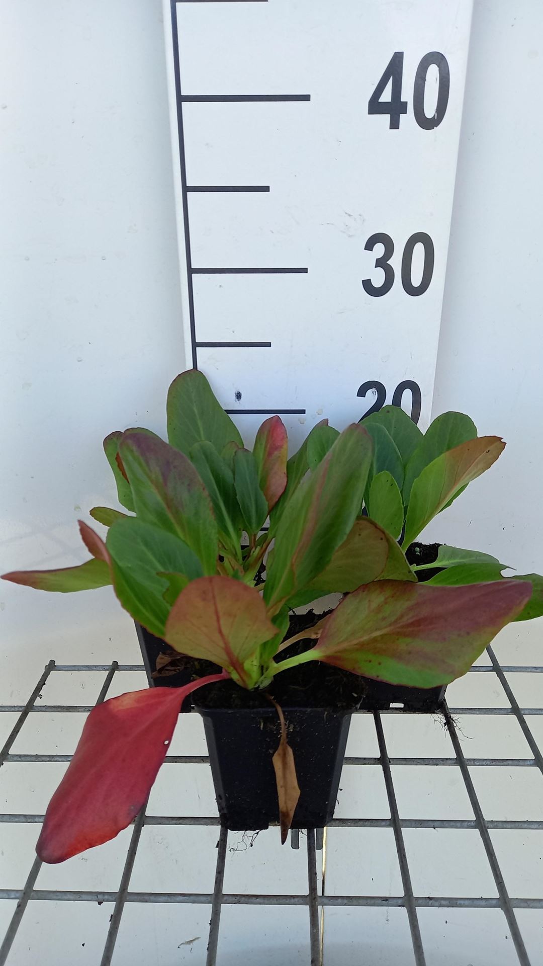 Bergenia'Wintermärchen'- pot 9x9 cm afbeelding