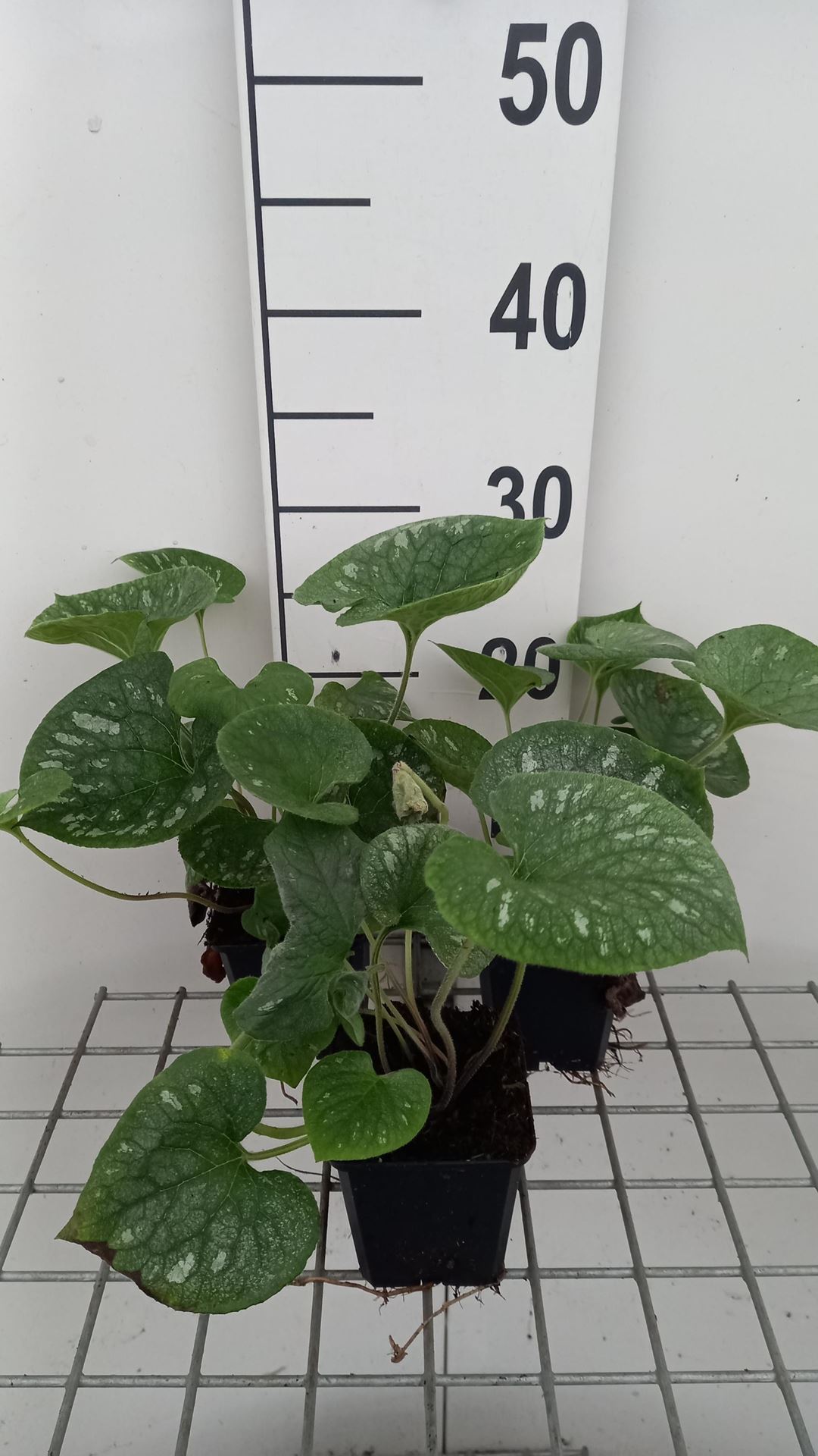 Brunnera macrophylla'Emerald Mist'- pot 9x9 cm - Kaukasische vergeet-mij-niet afbeelding