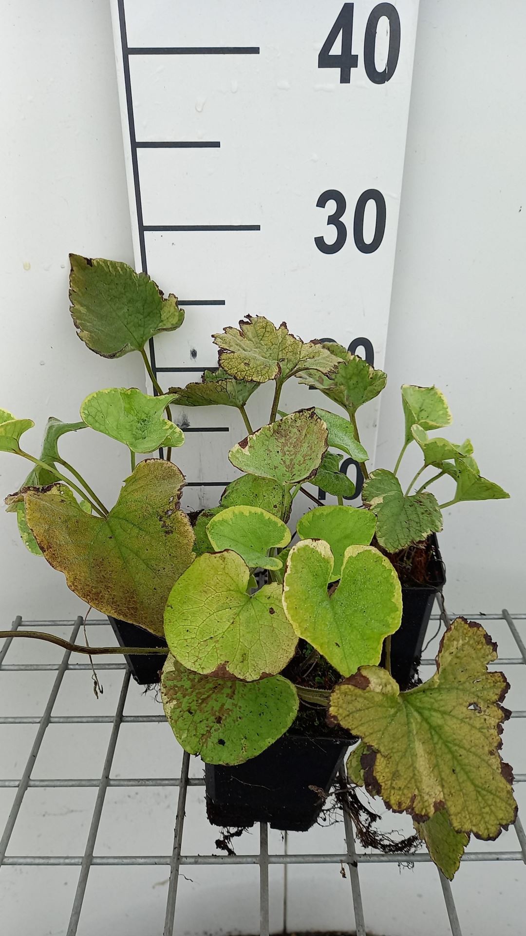 Brunnera macrophylla'Hadspen Cream'- pot 9x9 cm afbeelding