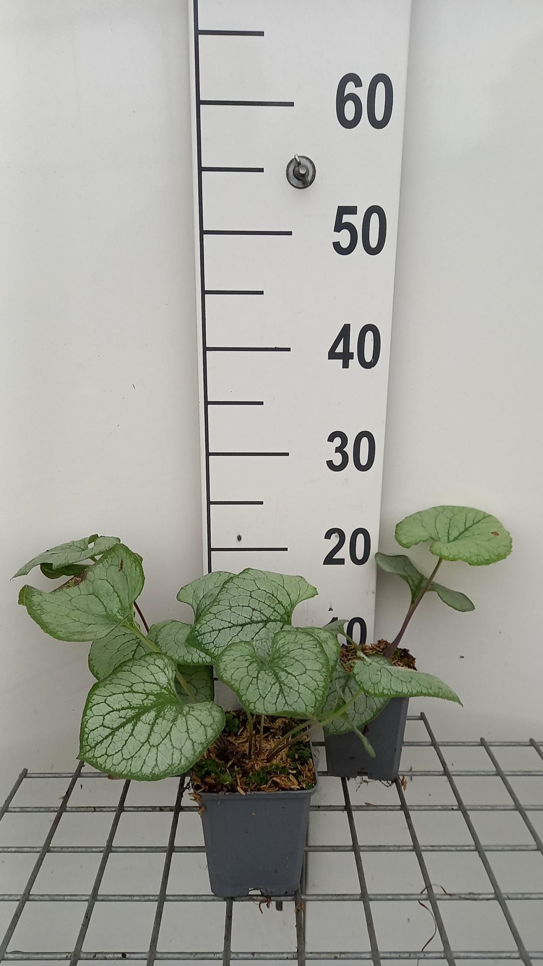 Brunnera macrophylla'Looking Glass'- pot 9x9 cm afbeelding