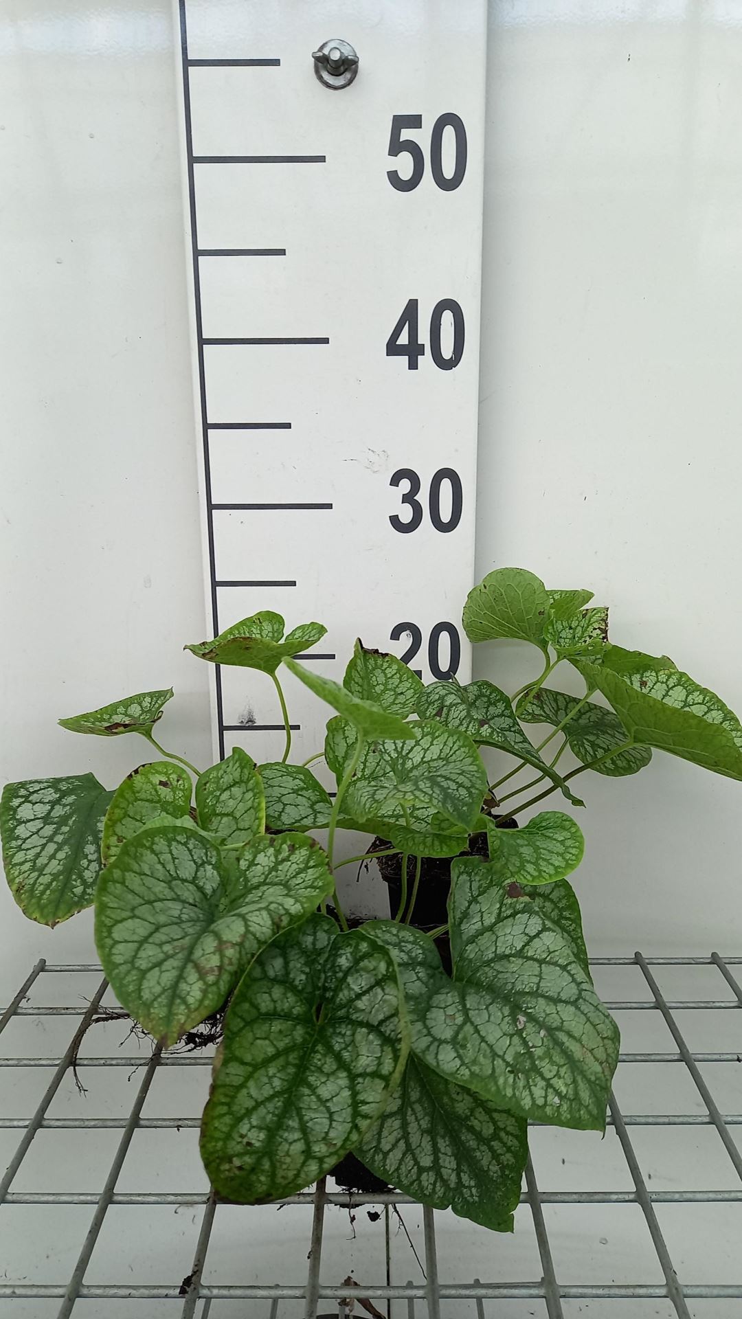 Brunnera macrophylla 'Mr. Morse' - pot 9x9 cm