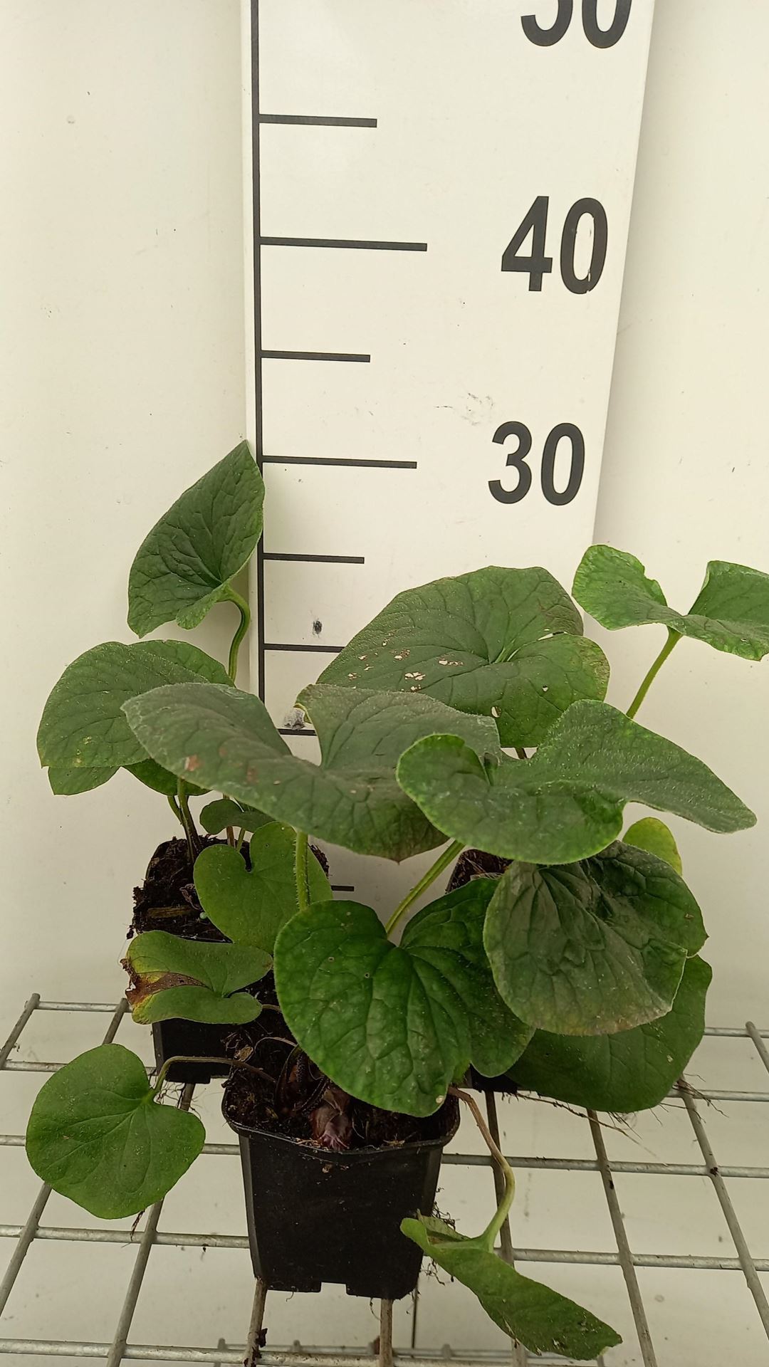 Brunnera sibirica - pot 9x9 cm afbeelding