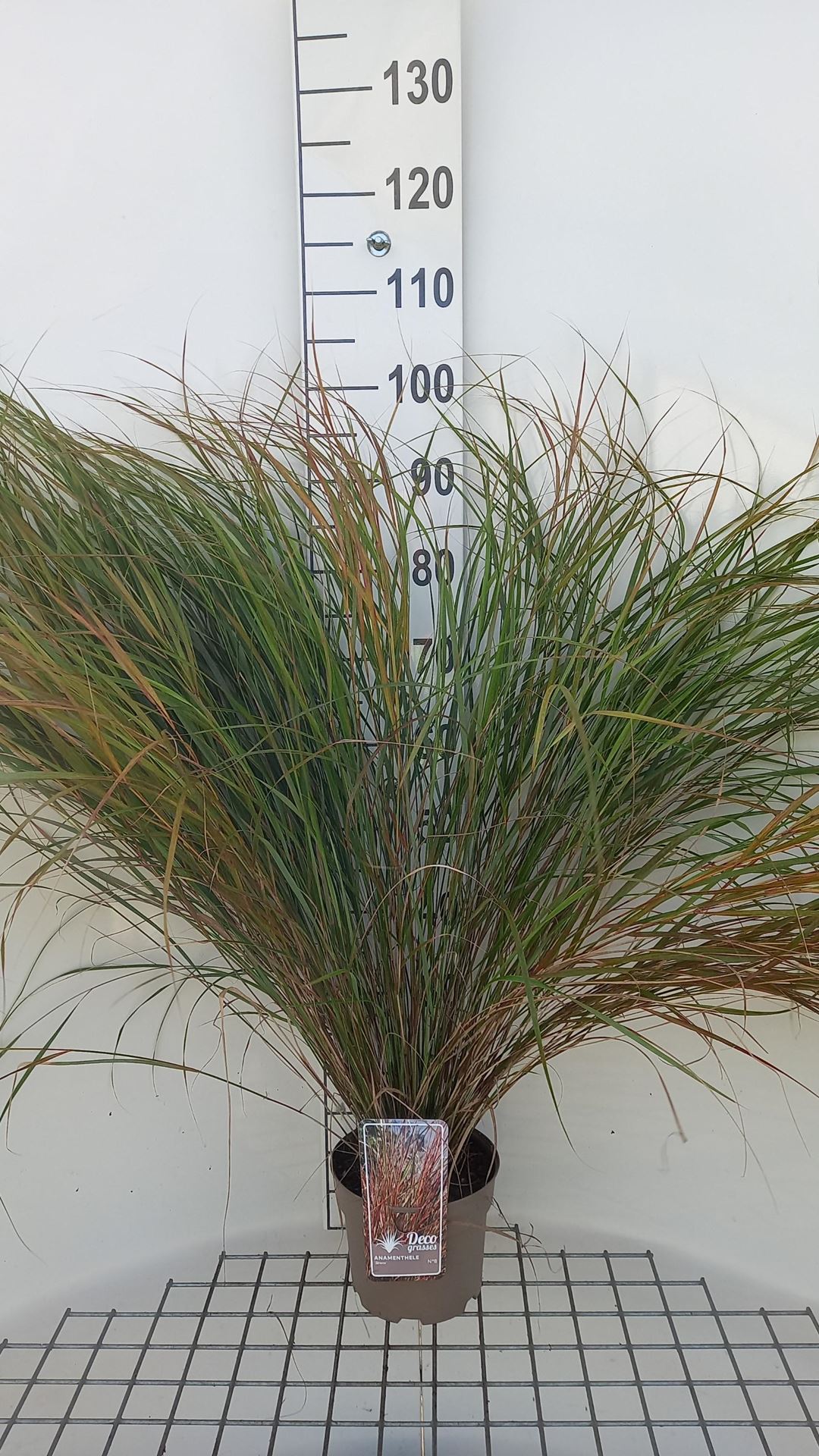 Calamagrostis arun.'Sirocco'- pot 3L afbeelding