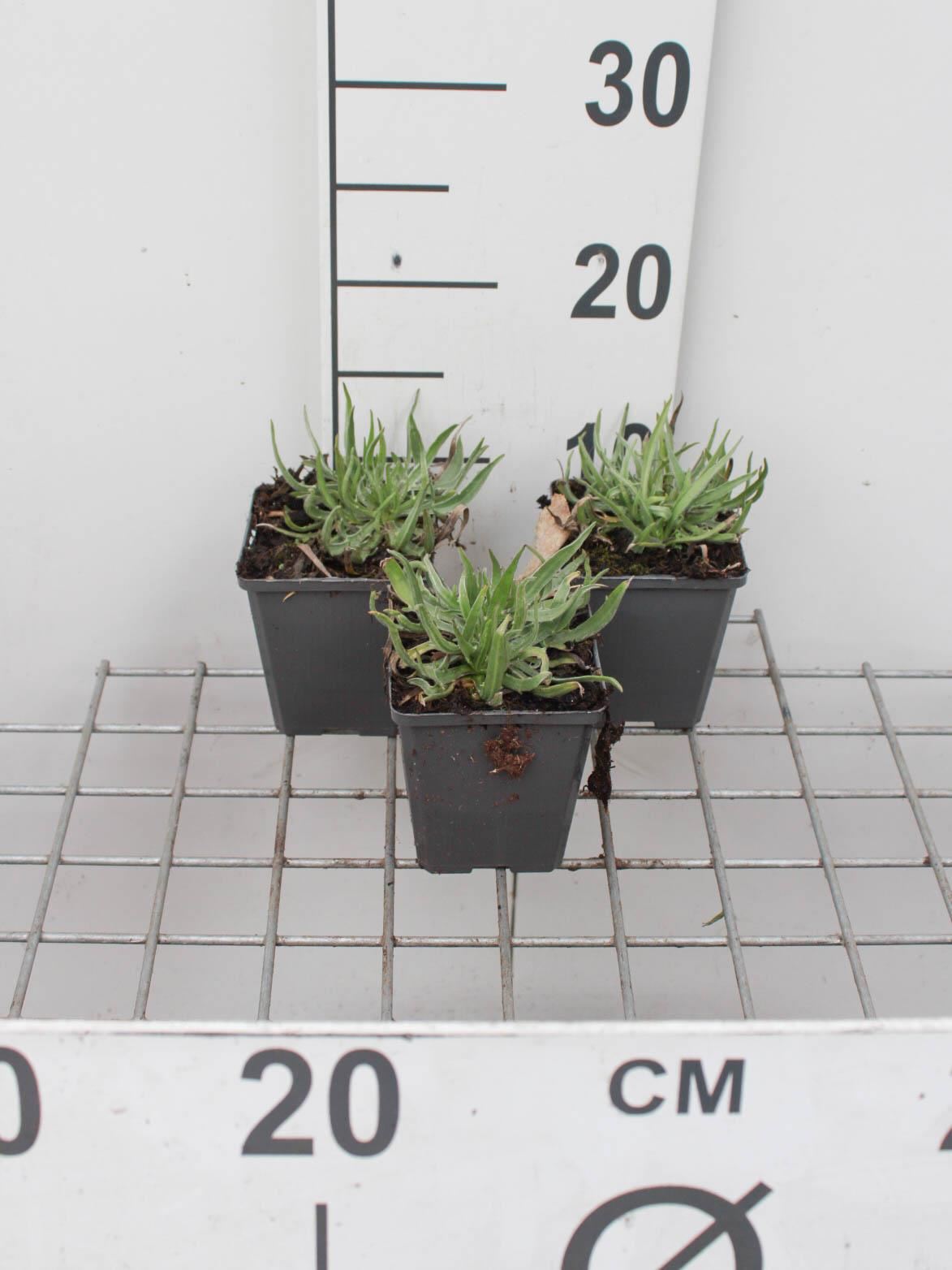 Catananche caerulea - pot 9x9 cm afbeelding