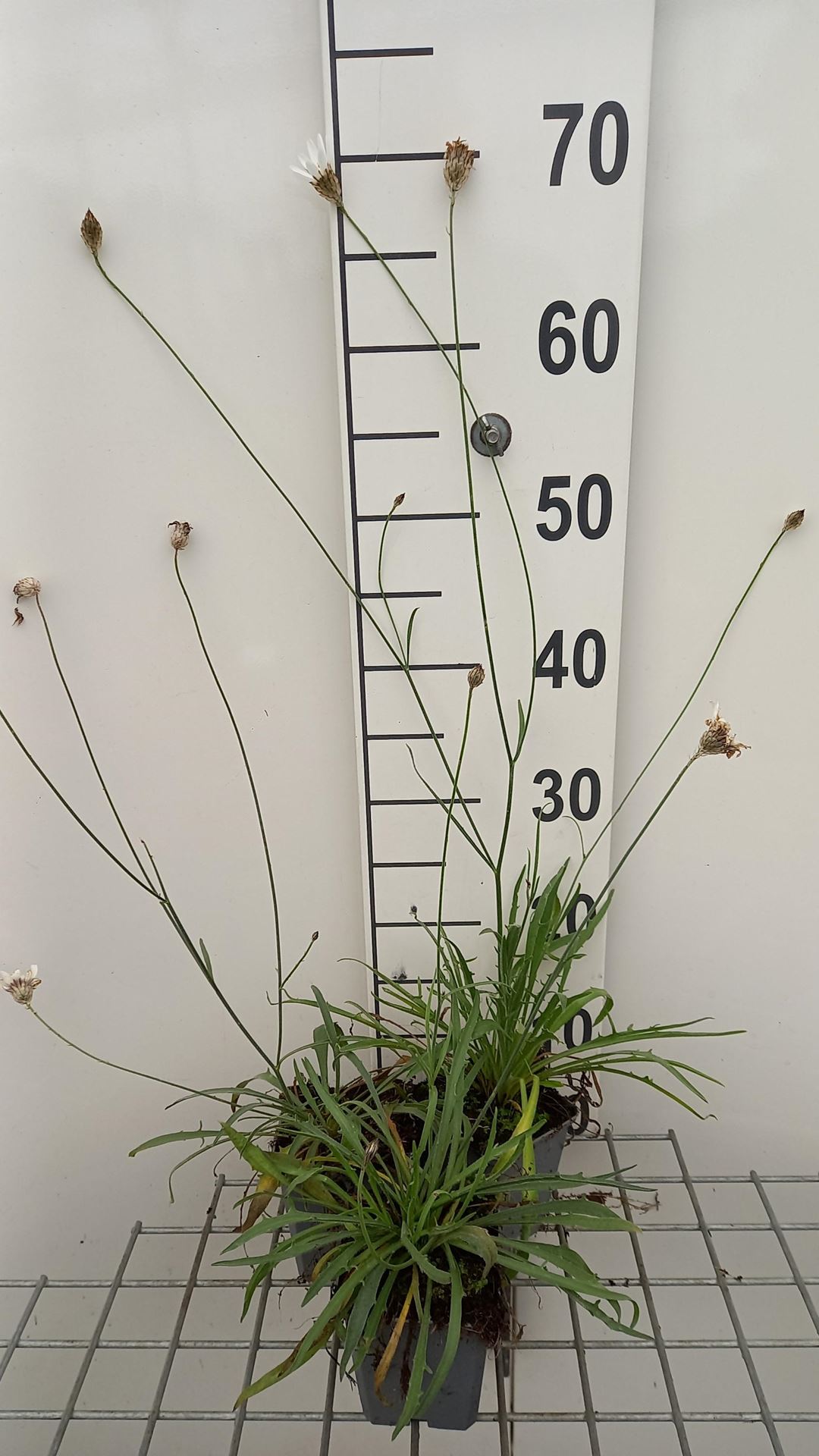 Catananche caerulea'Alba'- pot 9x9 cm afbeelding