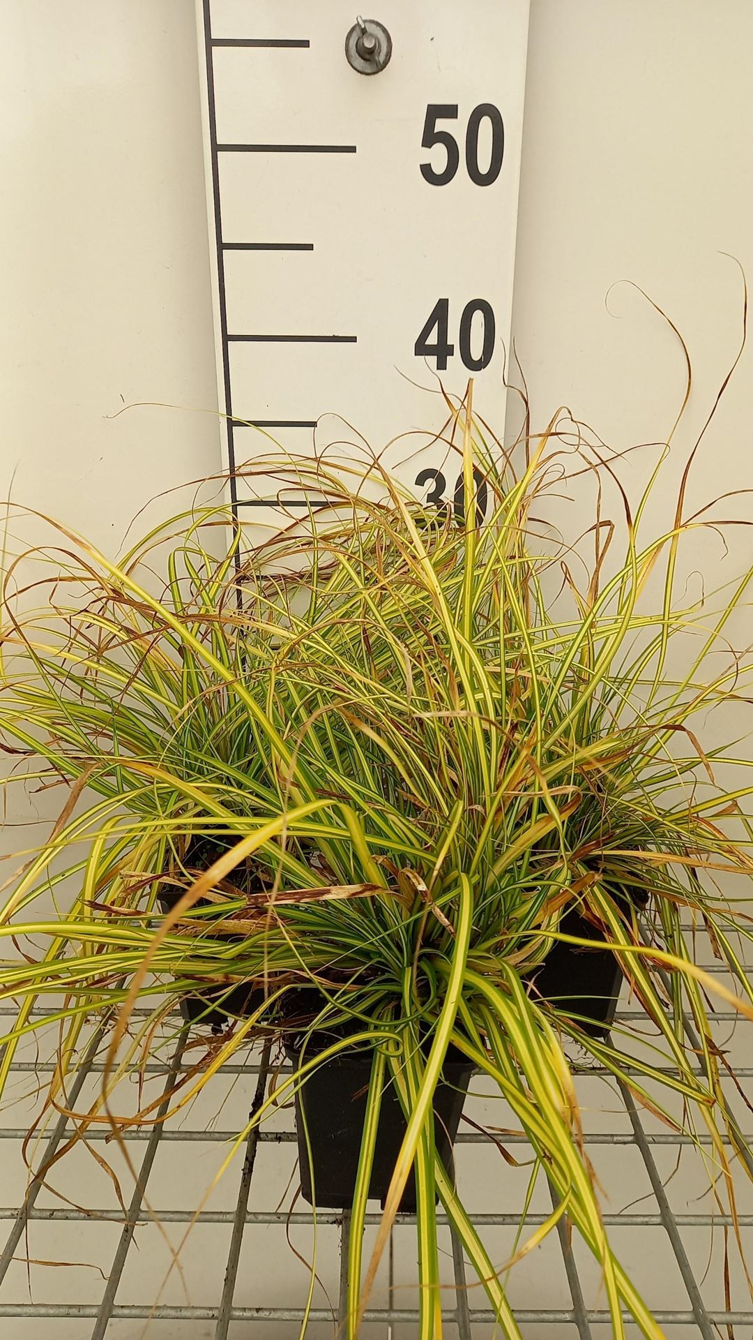 Carex oshimensis'Eversheen'(Evercolor) - pot 9x9 cm afbeelding
