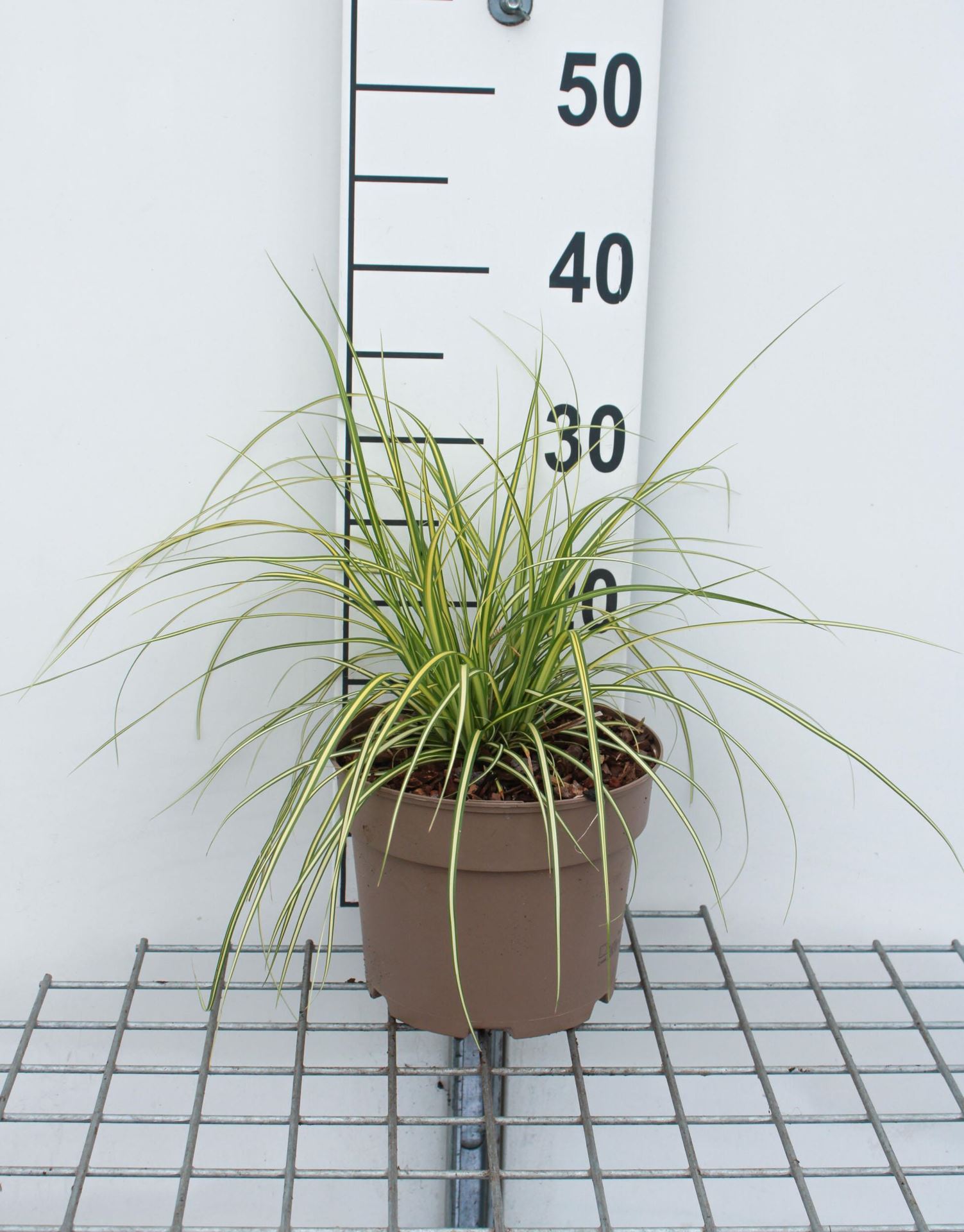 Carex oshimensis'Eversheen'(Evercolor) - pot 3L afbeelding