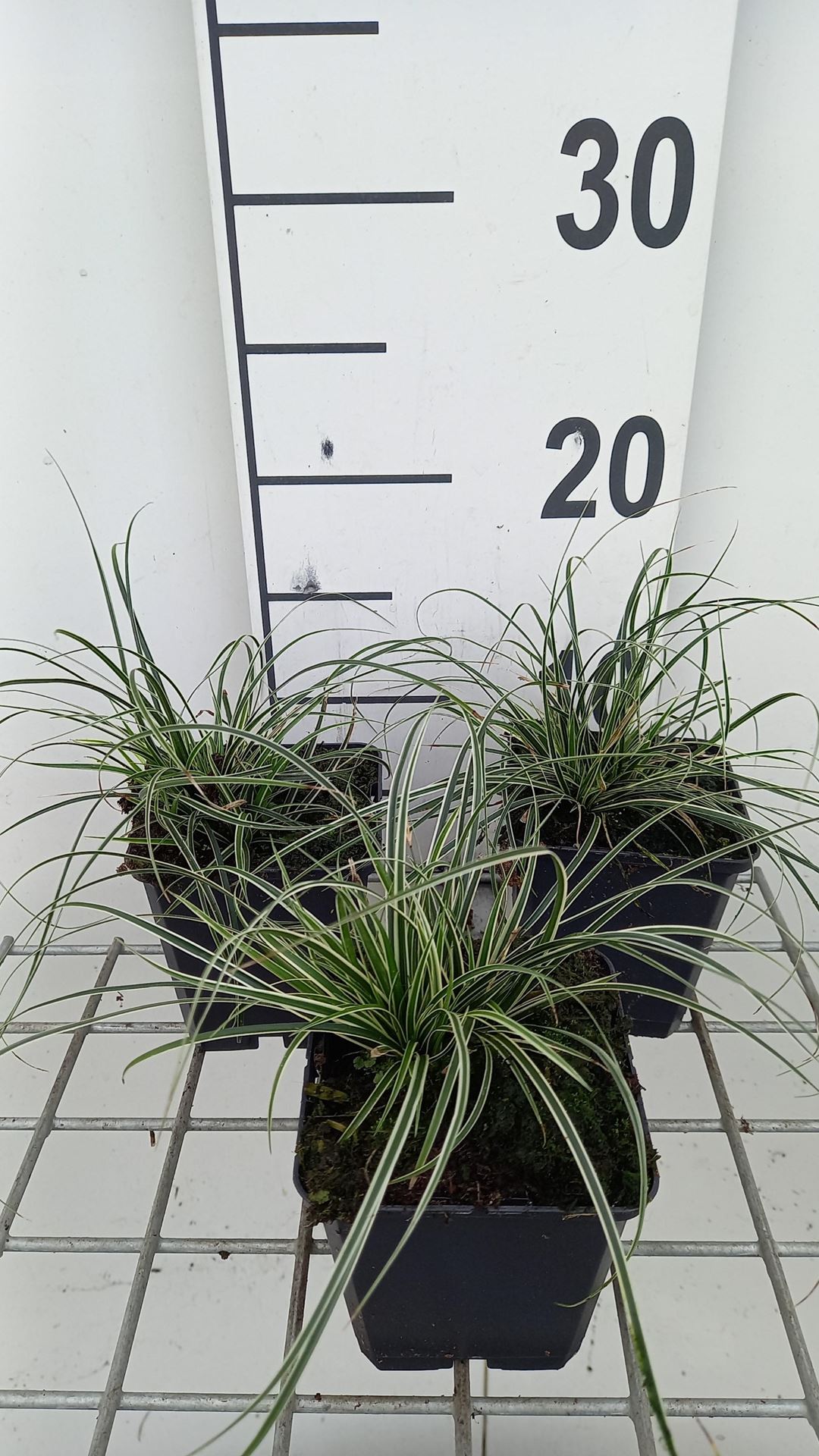 Carex conica'Snowline'- pot 9x9 cm afbeelding