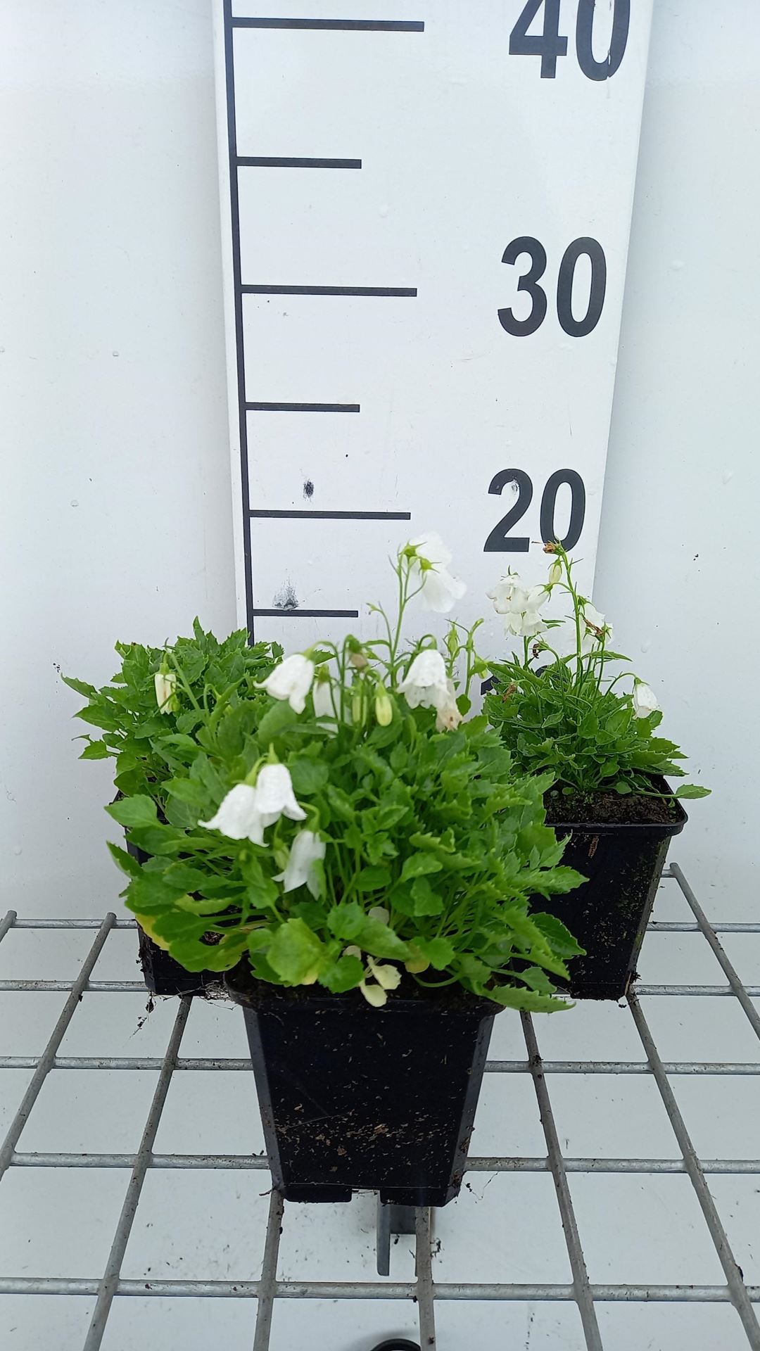 Campanula cochleariifolia'White Baby'- pot 9x9 cm - Gele maskerbloem afbeelding