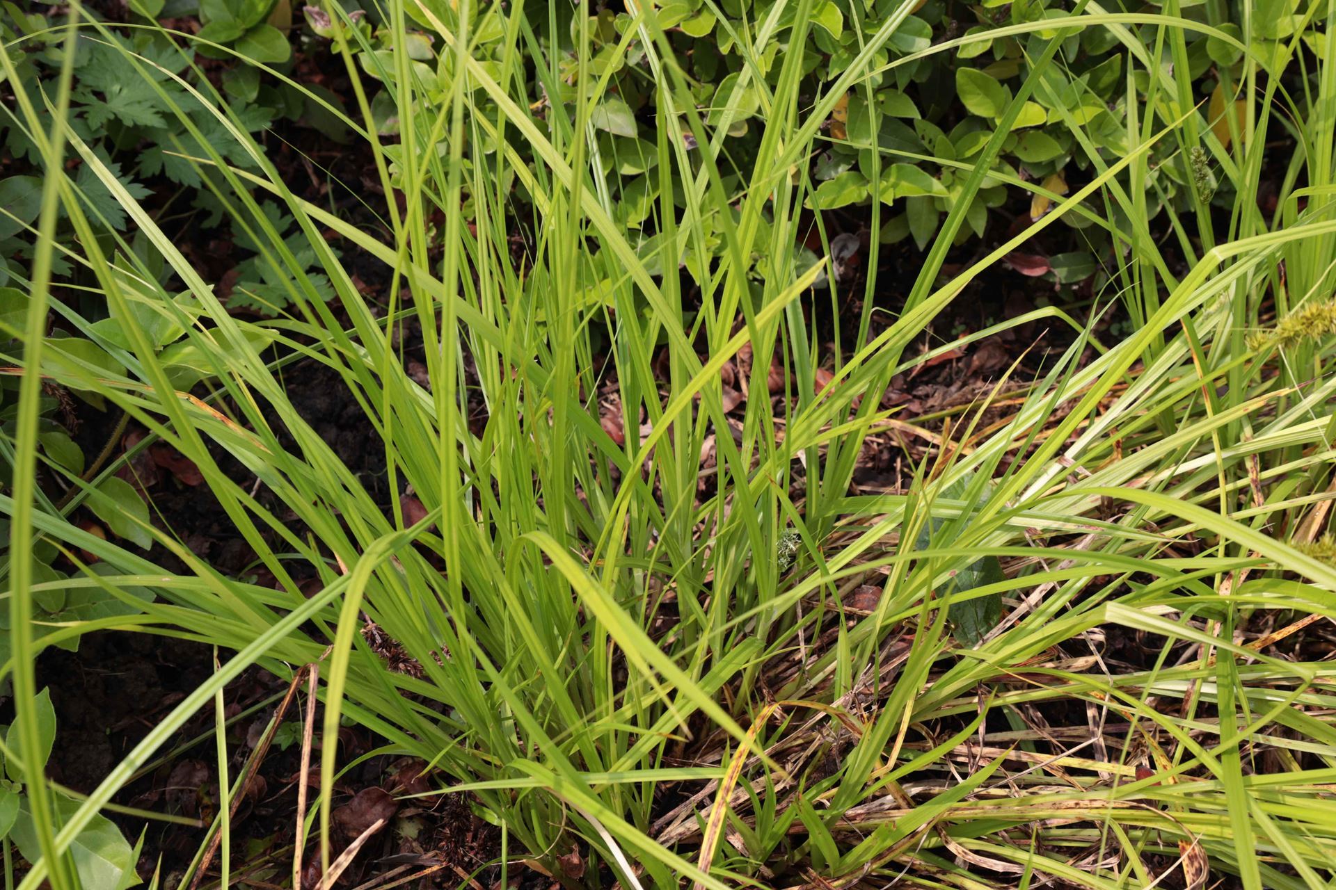 Carex elata - pot 9x9 cm afbeelding