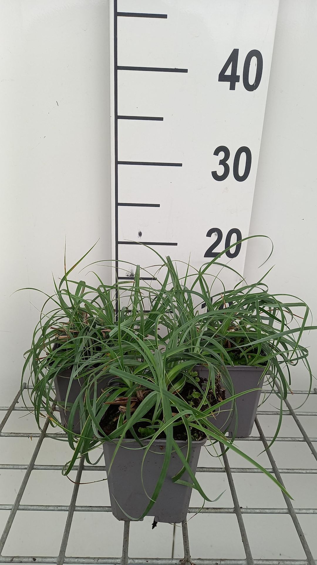 Carex flacca'Buis'- pot 9x9 cm afbeelding