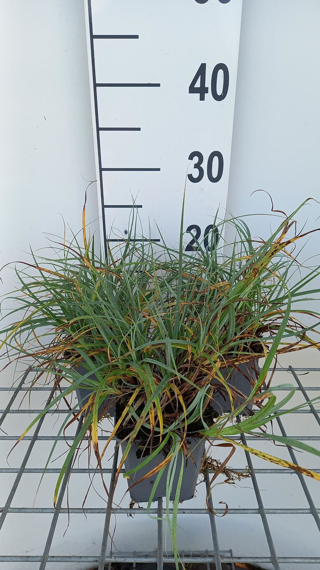 Carex flacca'Blue Zinger'- pot 9x9 cm afbeelding