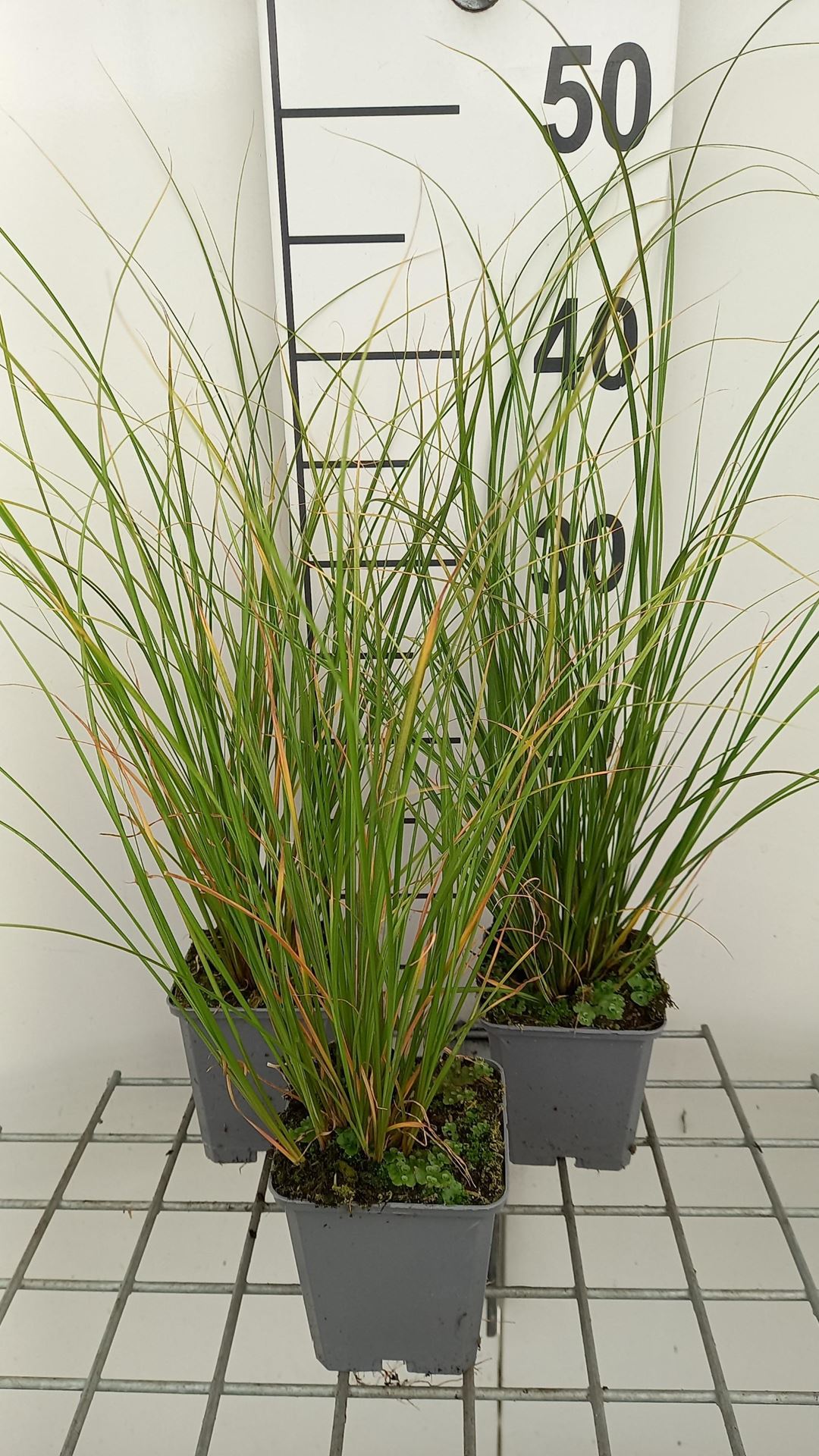 Carex flagellifera'Kiwi'- pot 9x9 cm afbeelding