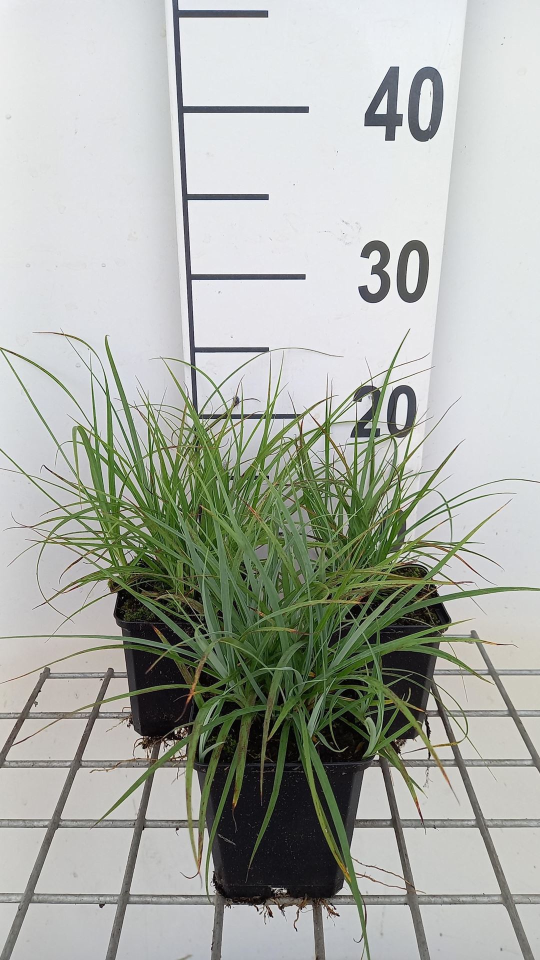 Carex flacca - pot 9x9 cm afbeelding
