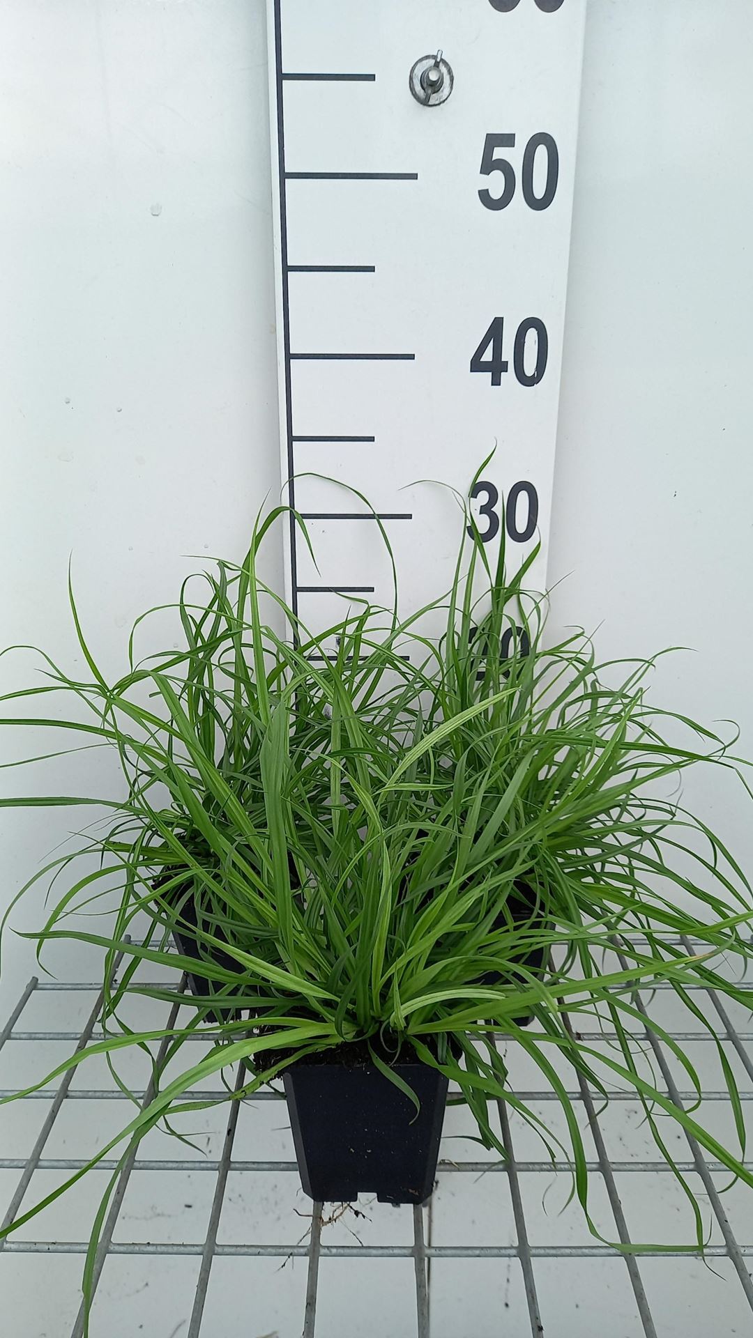 Carex flava - pot 9x9 cm afbeelding